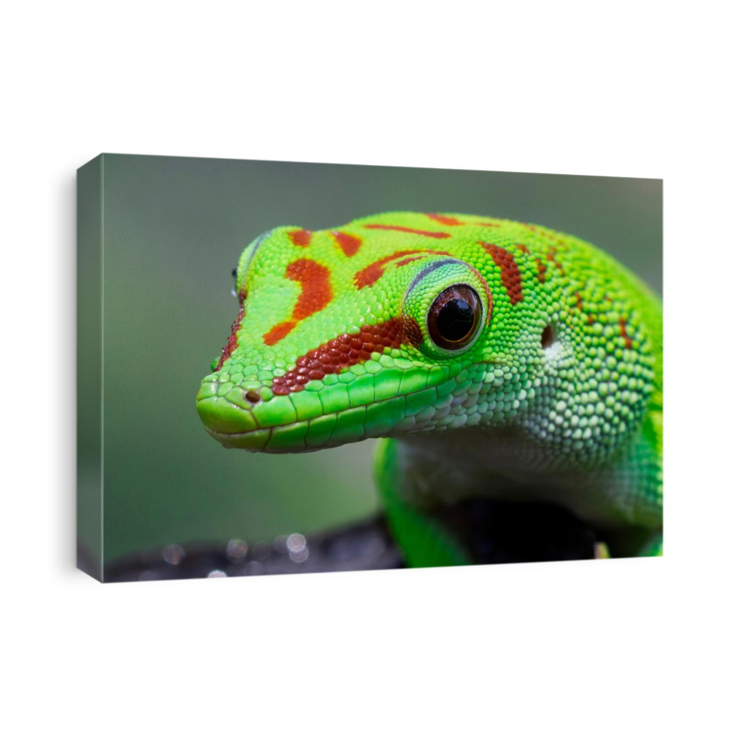 Beautiful color madagascar giant day gecko on dry bud, animal closeup