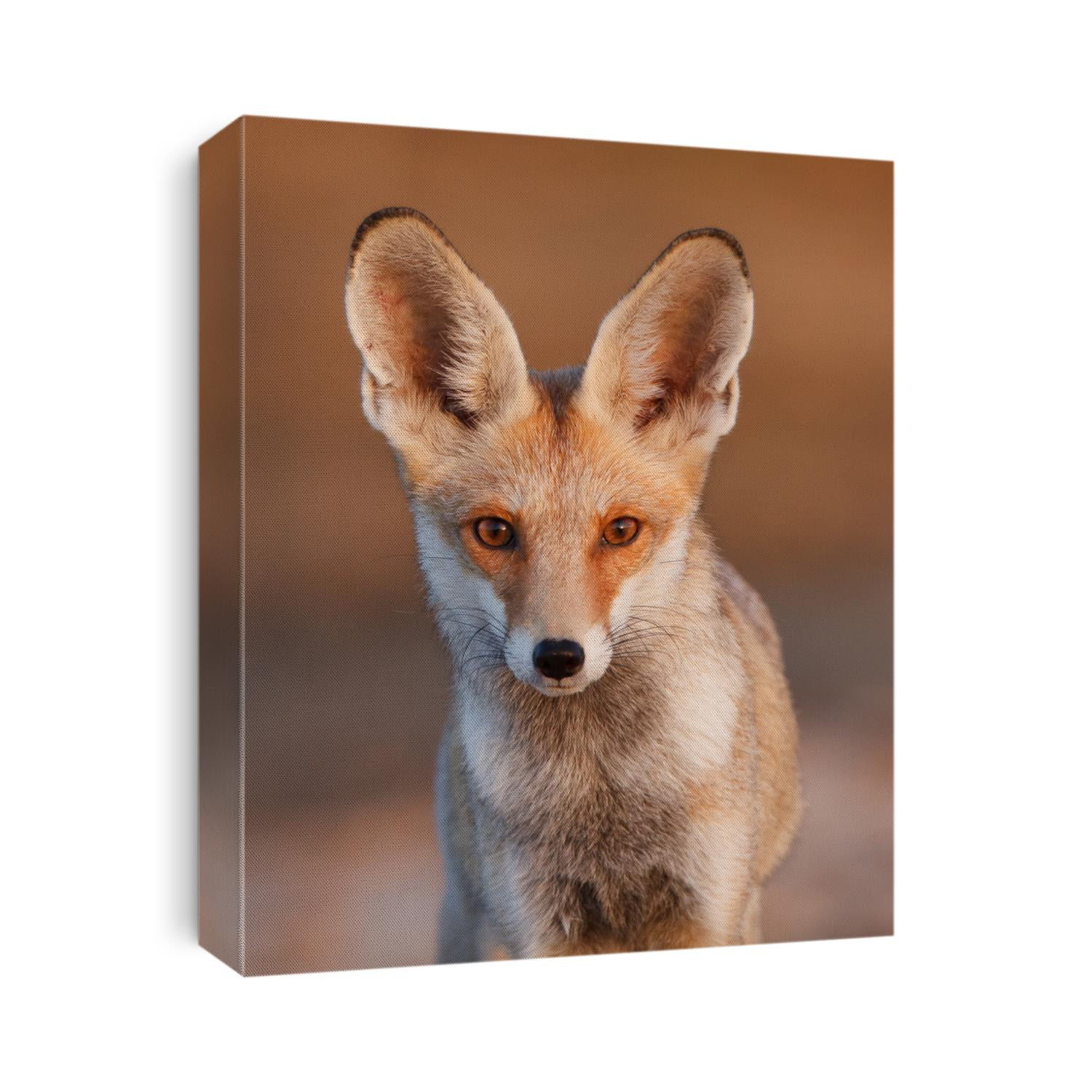 desert fox