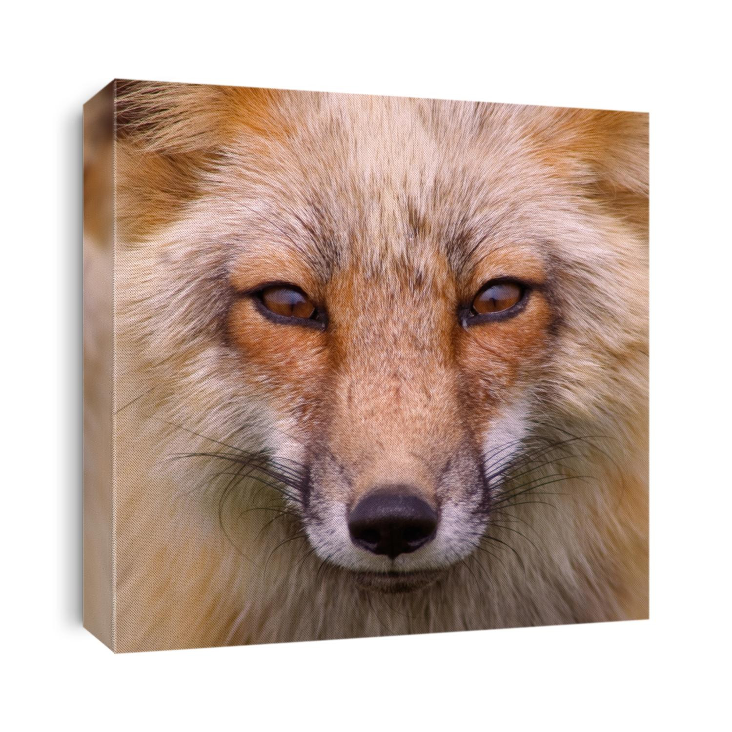 Wild Red Fox San Juan Islands, Foxy