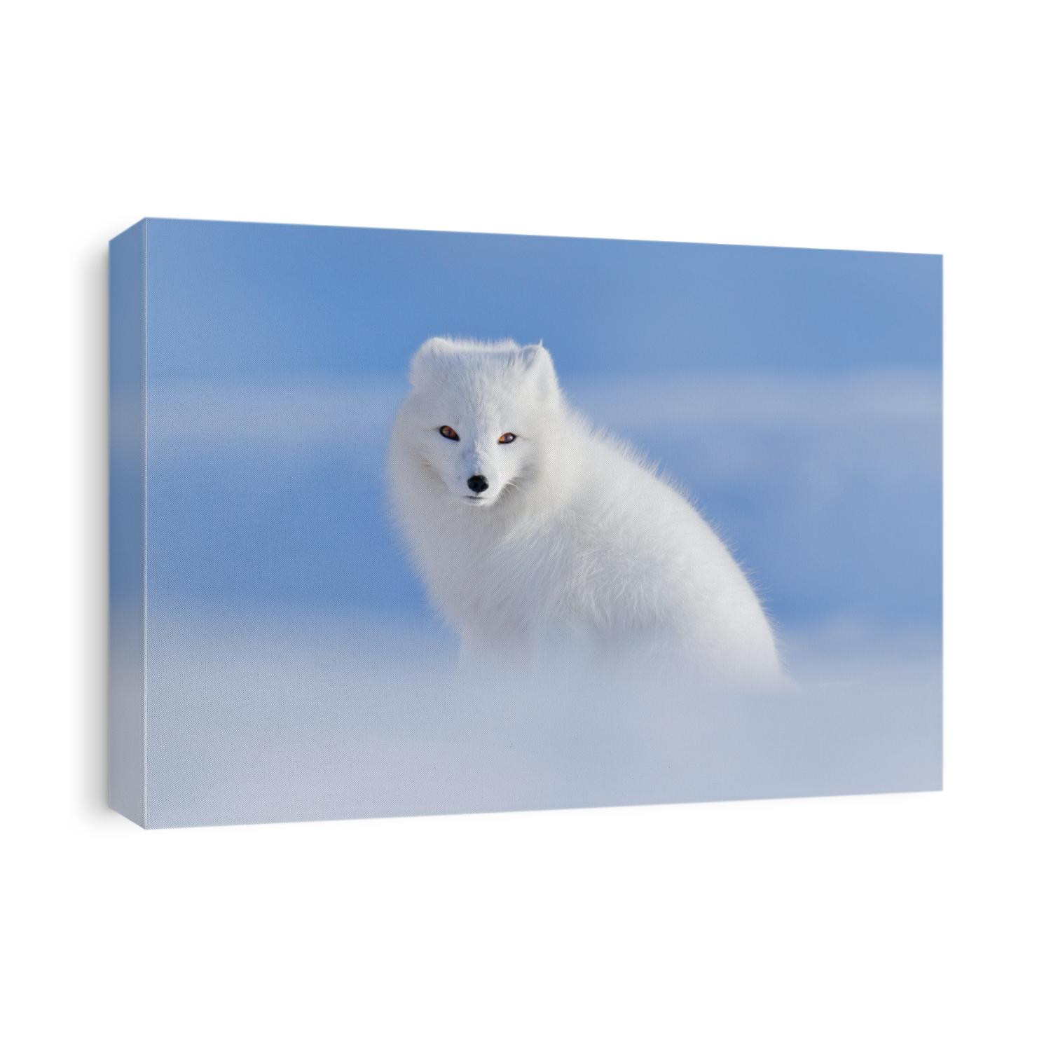 White polar fox in habitat, winter landscape, Svalbard, Norway. Beautiful animal in the snow. Wildlife action scene from nature, Vulpes lagopus, in the nature habitat.