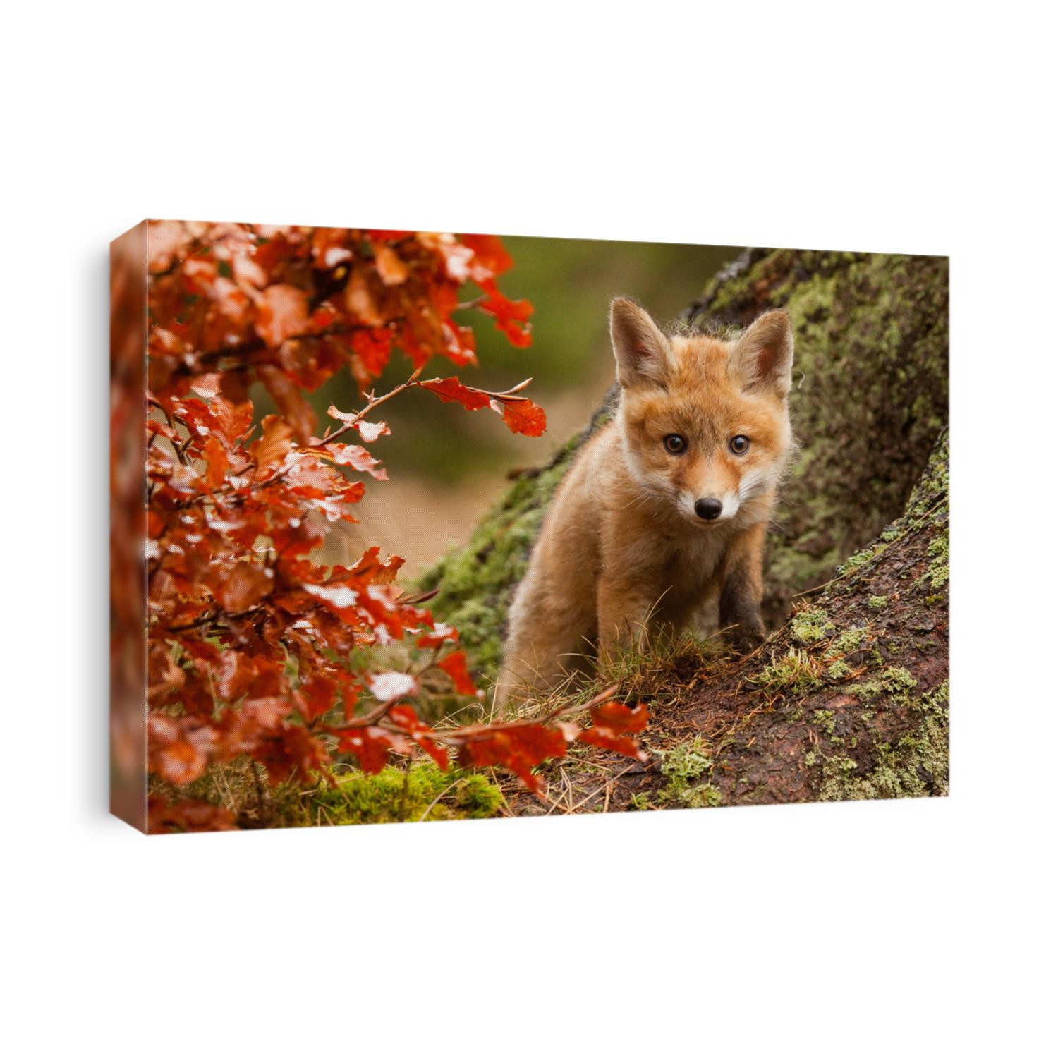 Fox