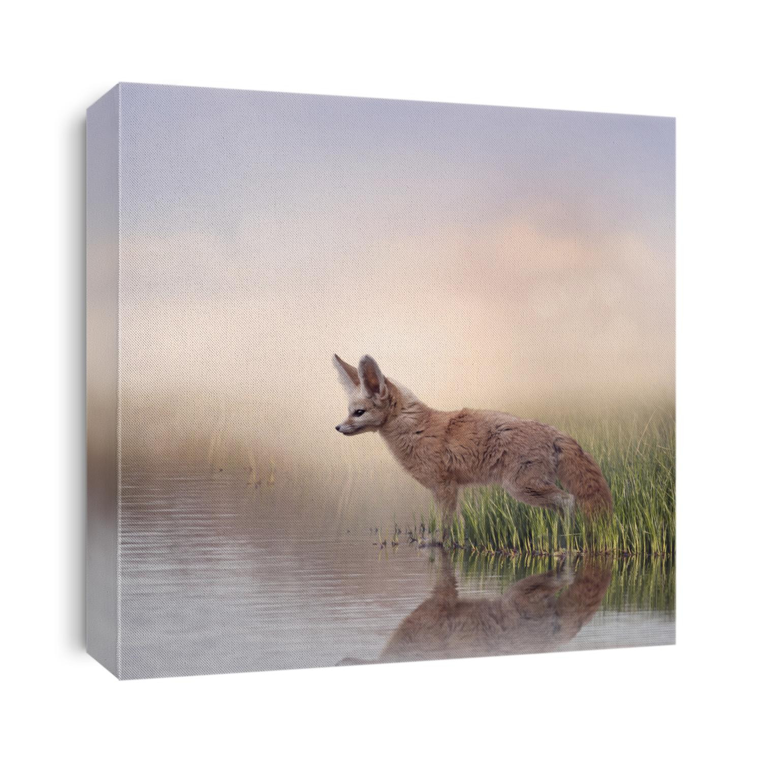 Fennec Fox in the grassland near water