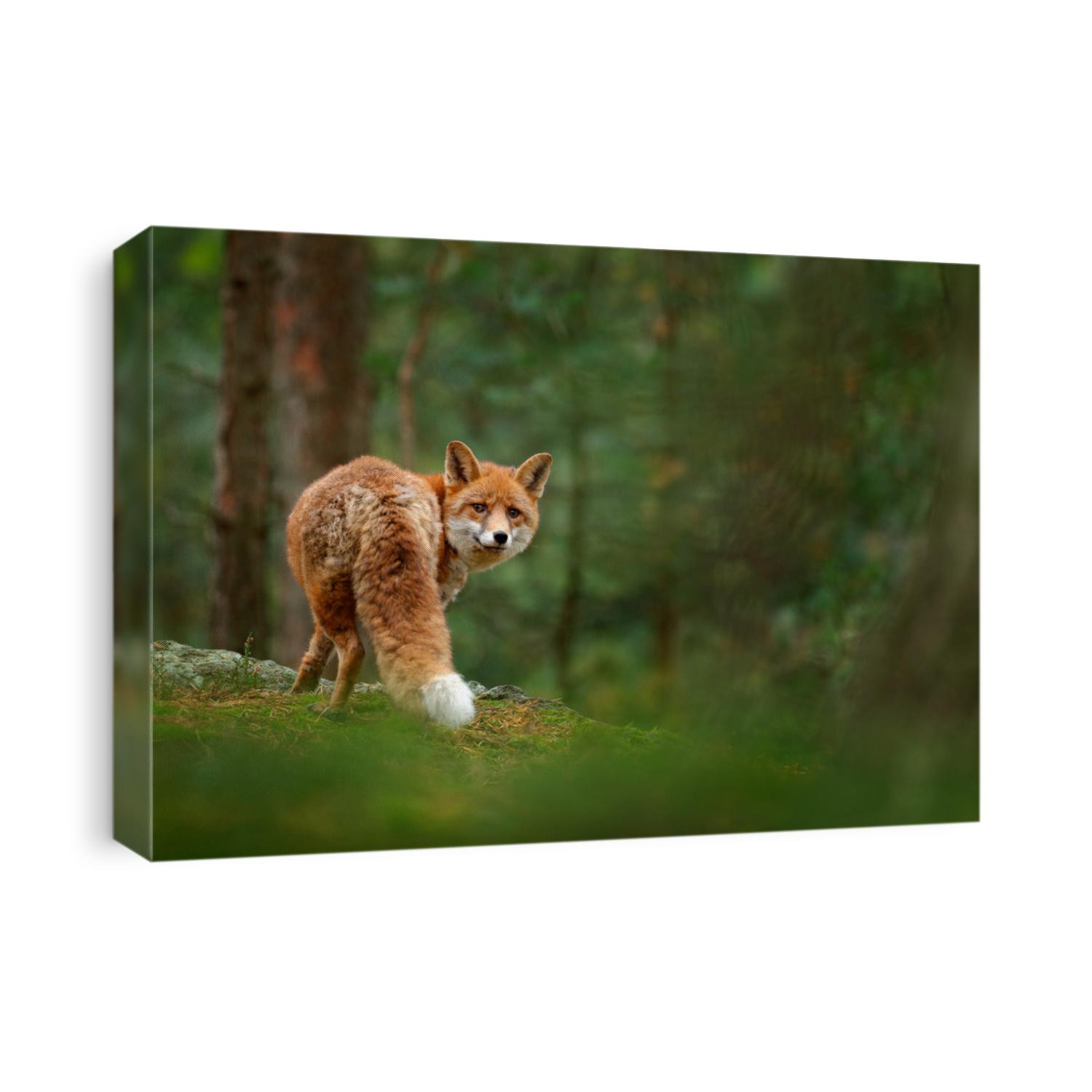 Fox in green forest. Cute Red Fox, Vulpes vulpes, at forest on mossy stone. Wildlife scene from nature. Animal in nature habitat. Animal in green environment.