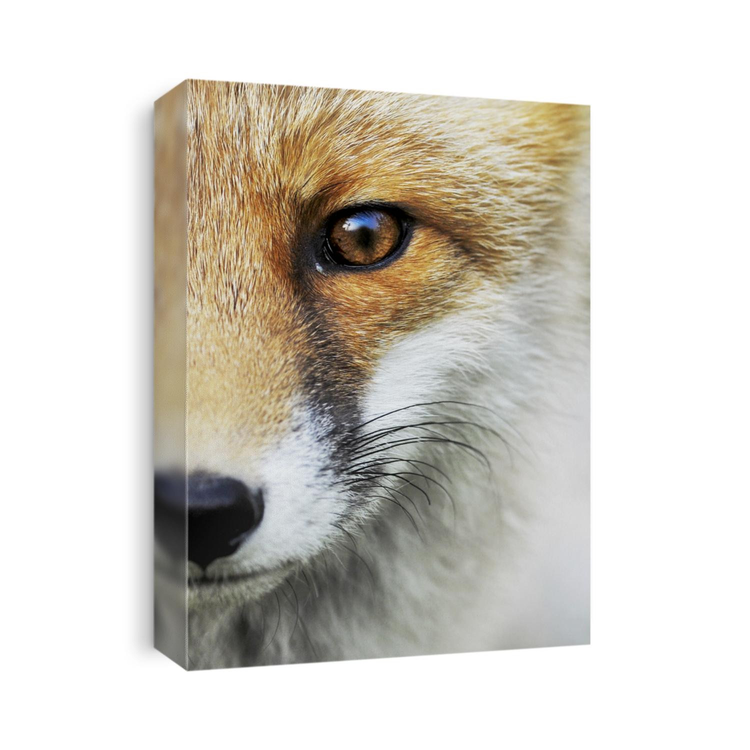Close up of Red fox, Detail eye, Vulpes vulpes