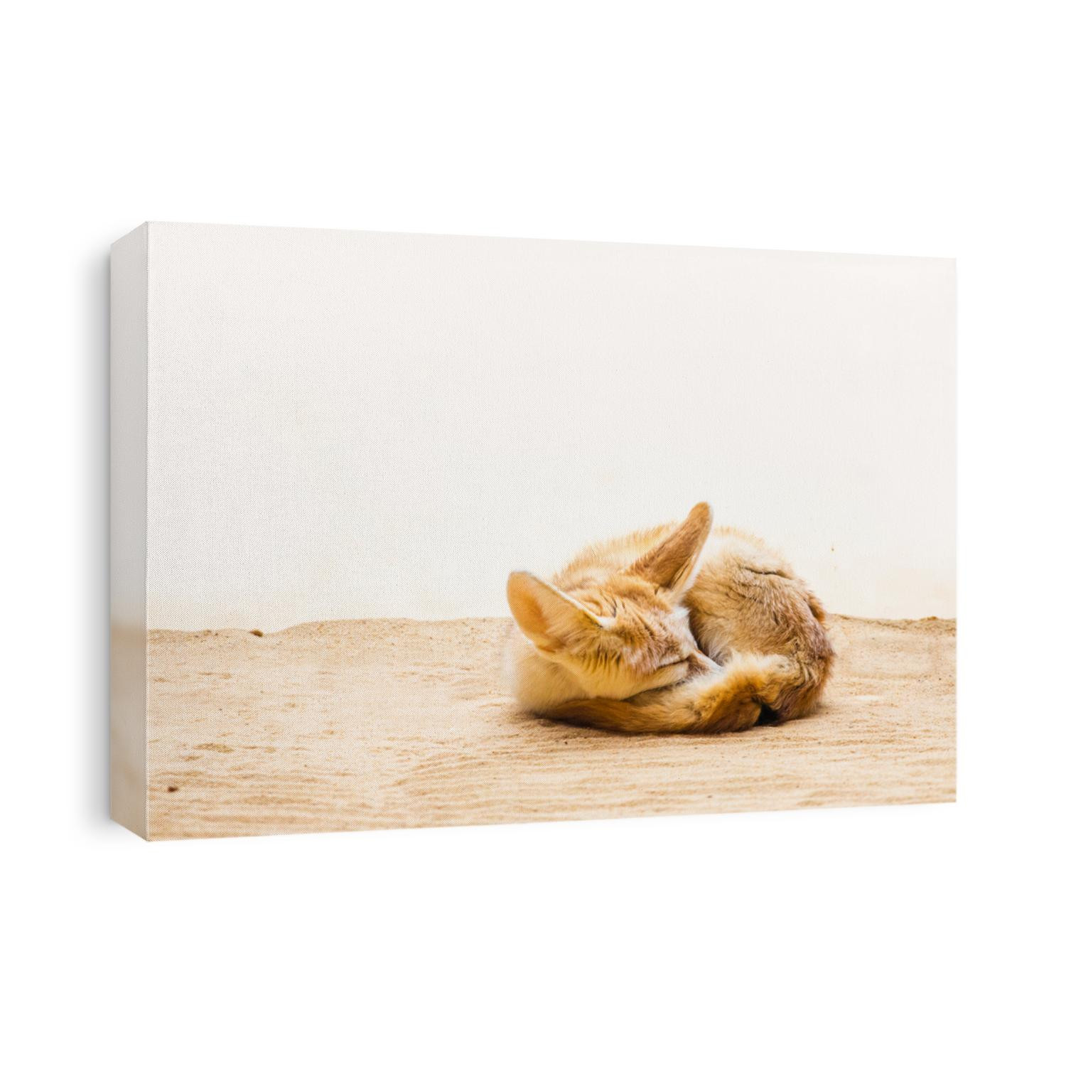 Cute desert fox sleeping front of bright background