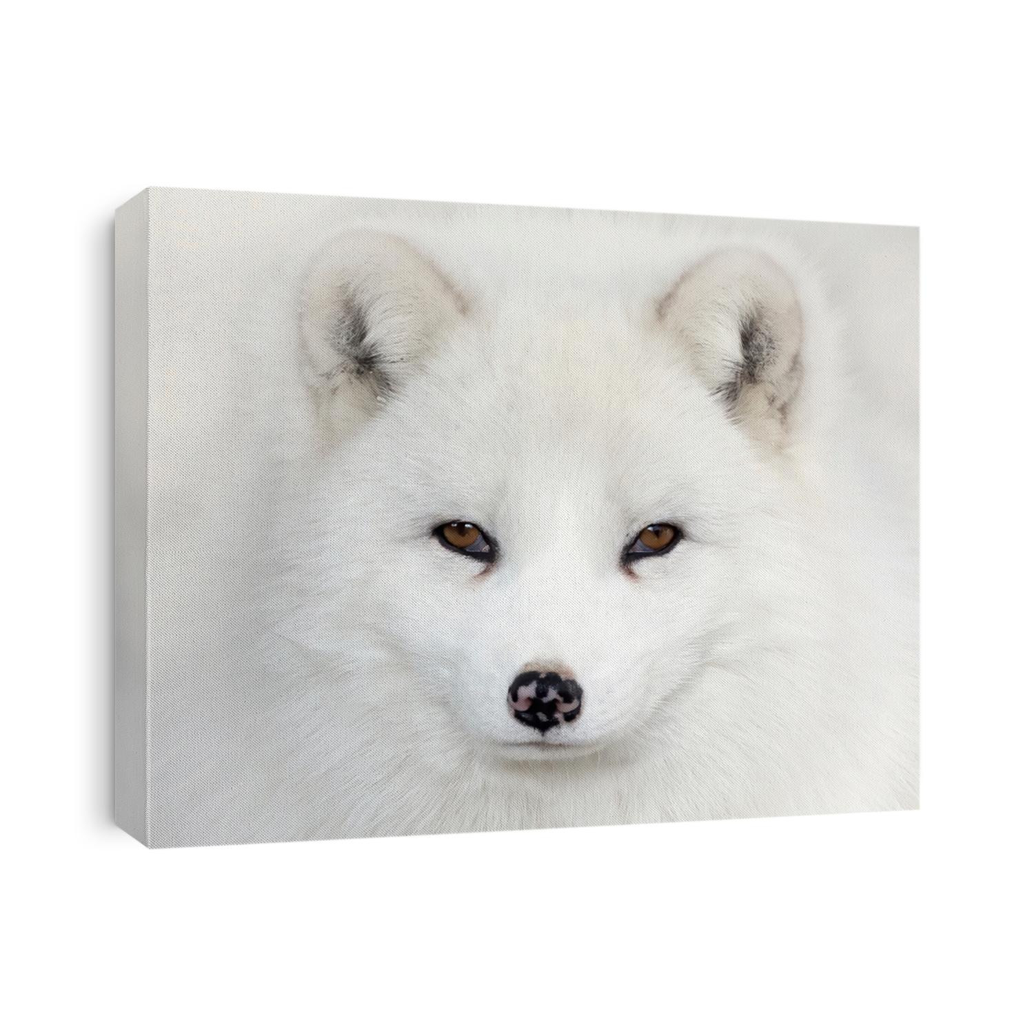 Arctic fox Vulpes lagopus portrait isolated on white background with black nose closeup looking at the camera in a Canadian winter