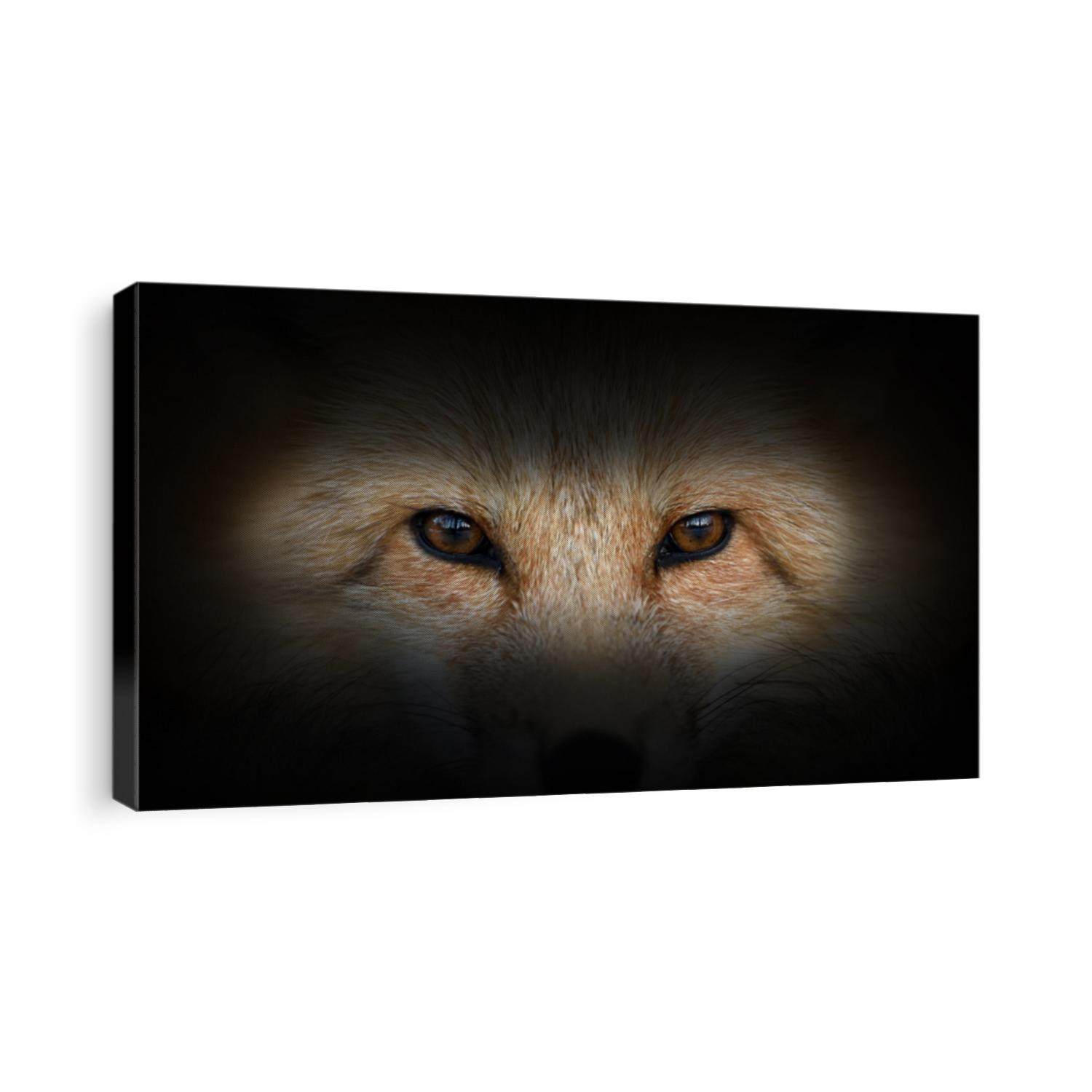 Red fox portrait on a black background. View from the darkness