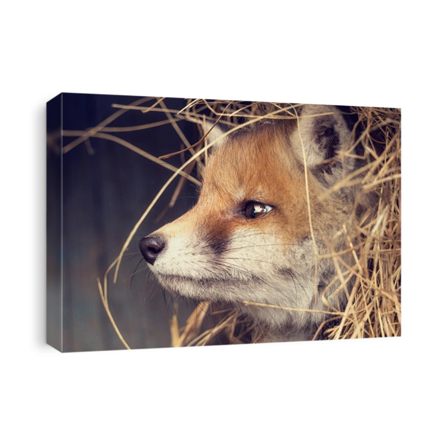 Portrait of a young cute puppy red ginger fox in the hay. The spring fox cub close-up.