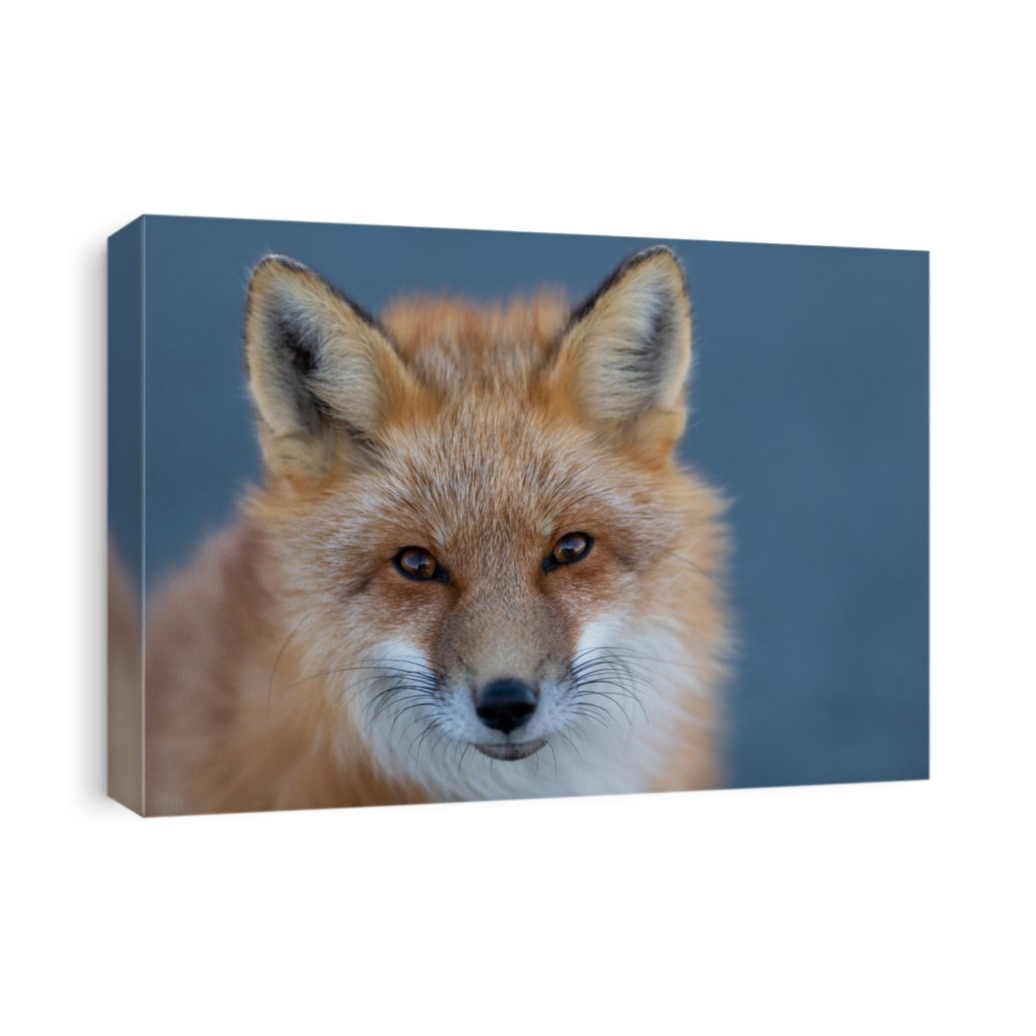 A close up of a wild young red fox's head staring forward with piercing eyes. The animal has pointy ears, a black muzzle, a fluffy red fur cat, and a cute look on its face. The background is blue.  