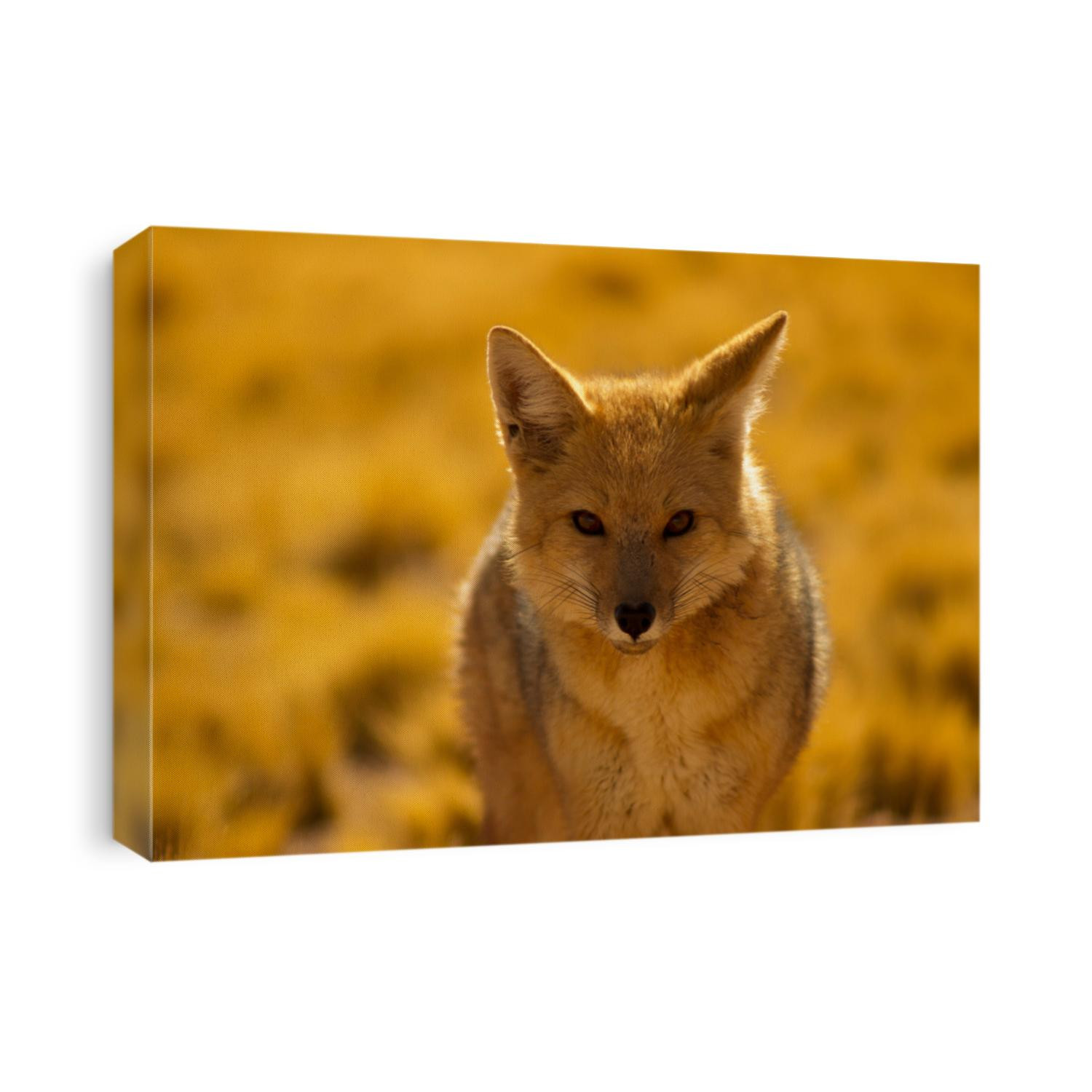 the fox of the desert