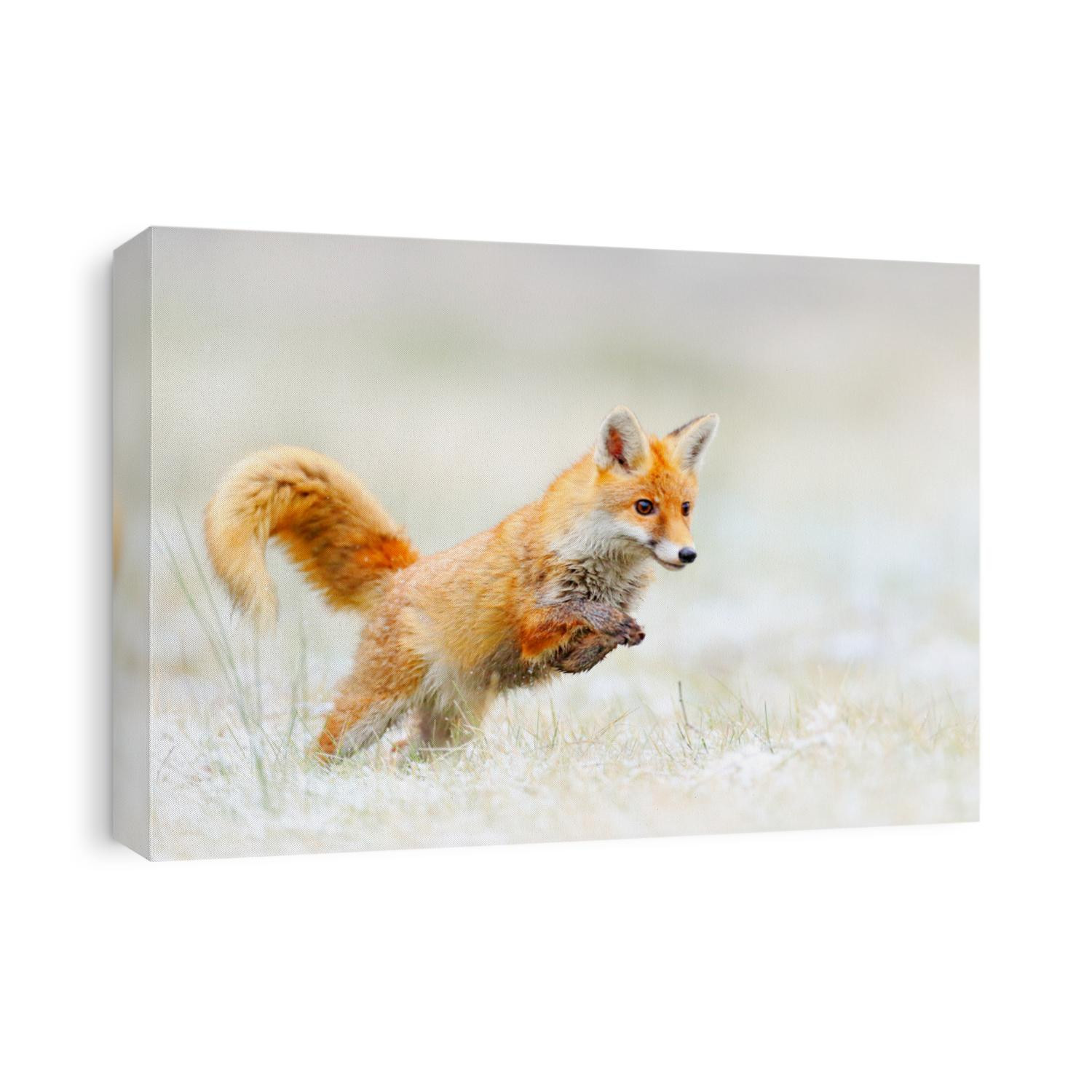 Red Fox jumping, Vulpes vulpes, wildlife scene from Europe. Orange fur coat animal hunting in the nature habitat. Fox jump on the green forest meadow with first snow. Wildlife scene from nature.