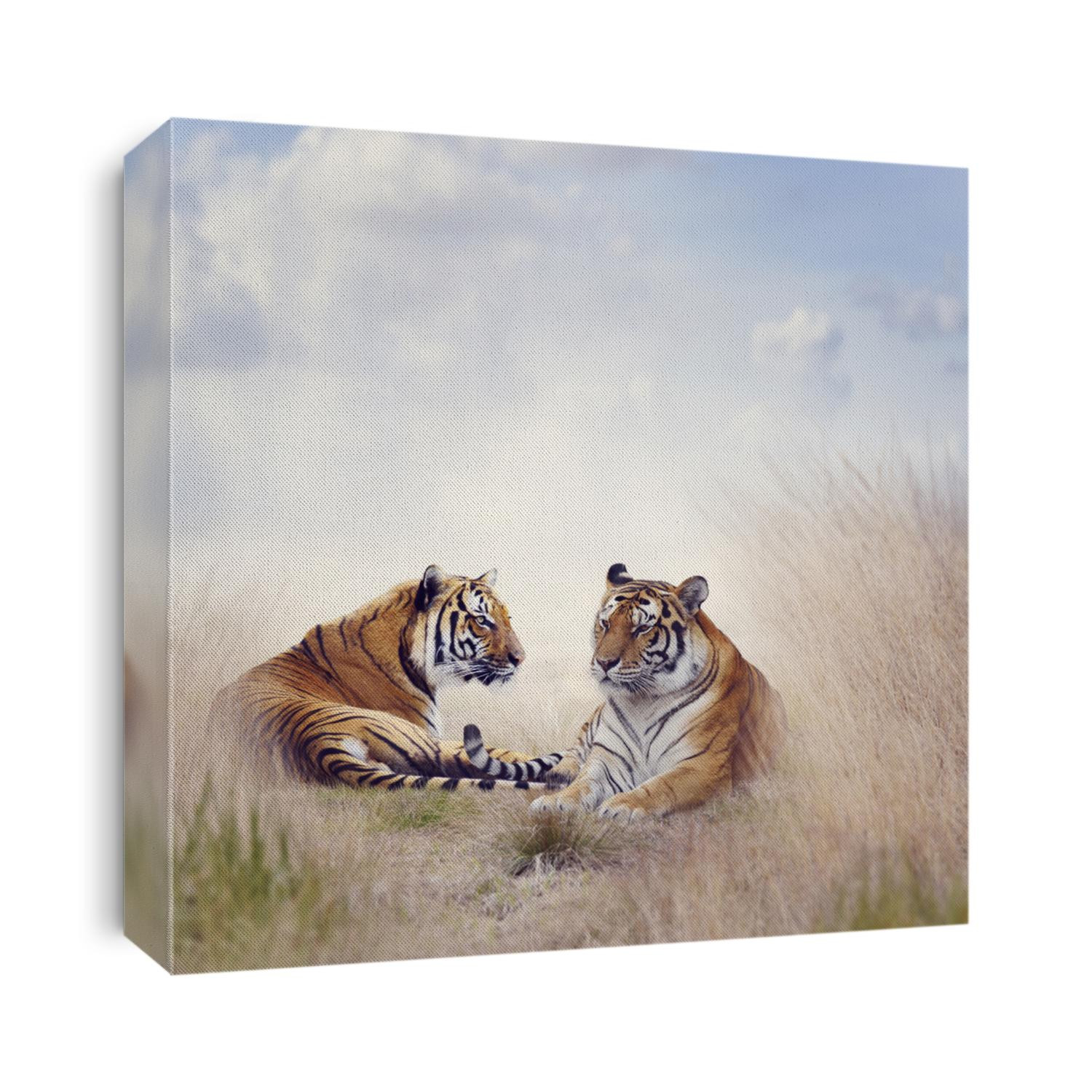 Two Tigers Resting in a Tall Grass
