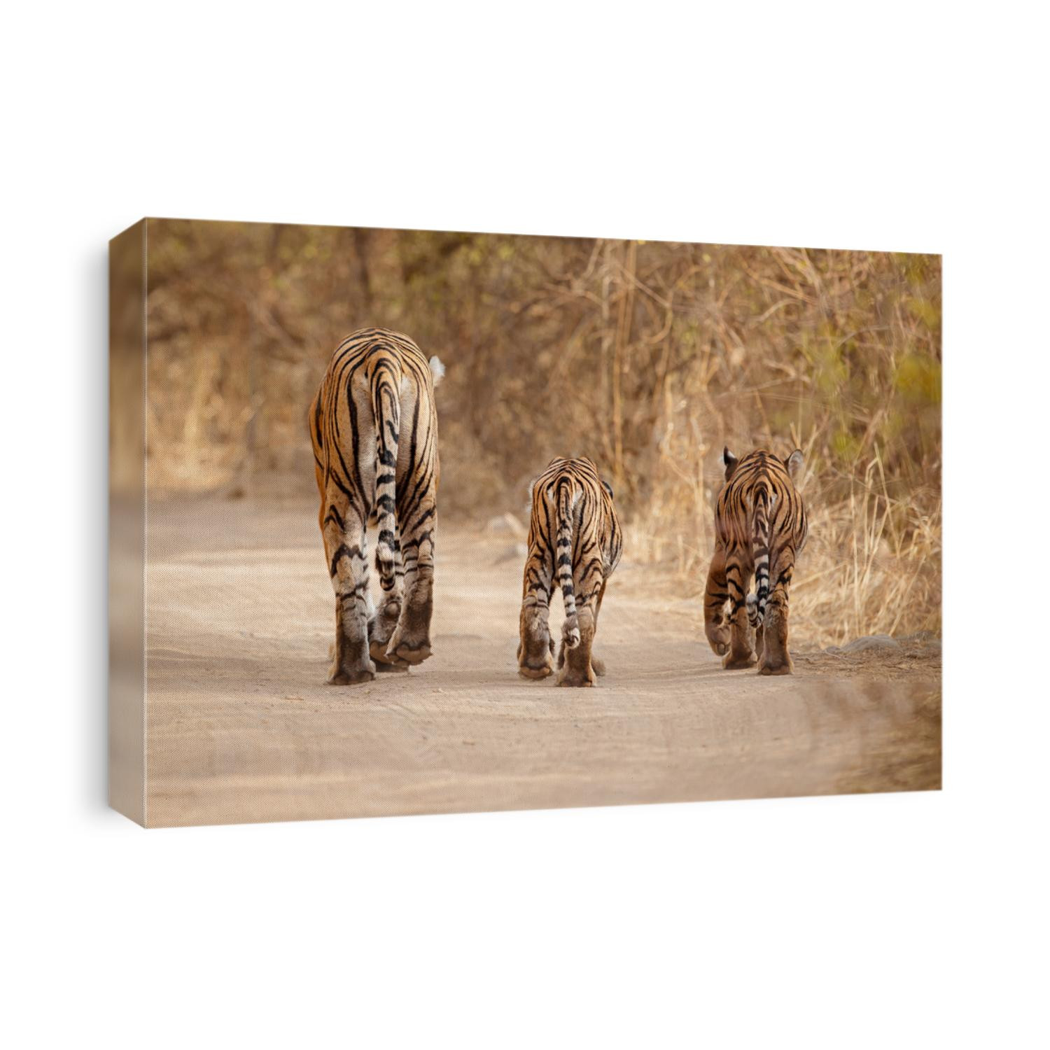 Tiger family together walking on the dry habitat/wild animal in the nature/India