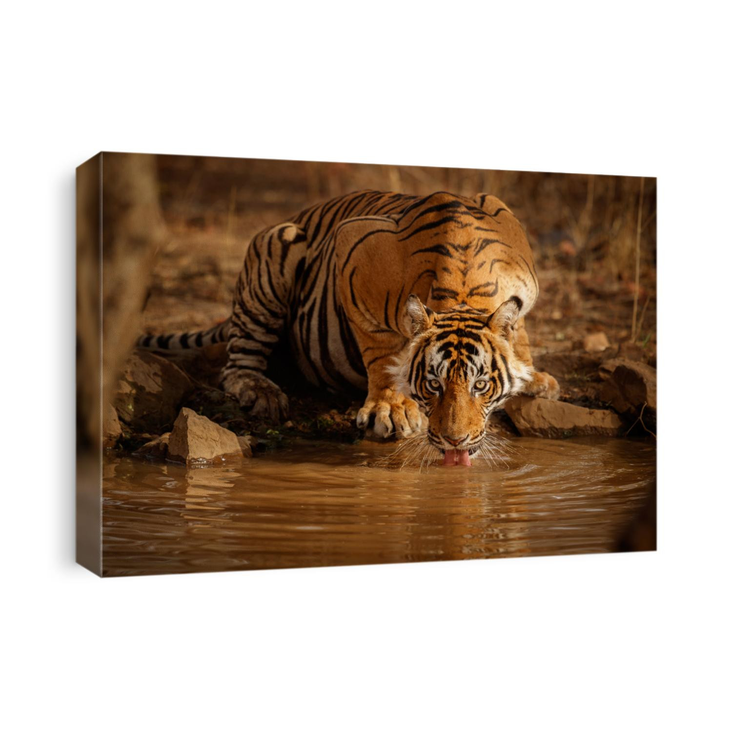 Tiger in the nature habitat. Tiger male drinking water. Wildlife scene with danger animal. Hot summer in Rajasthan, India. Dry trees with beautiful indian tiger, Panthera tigris