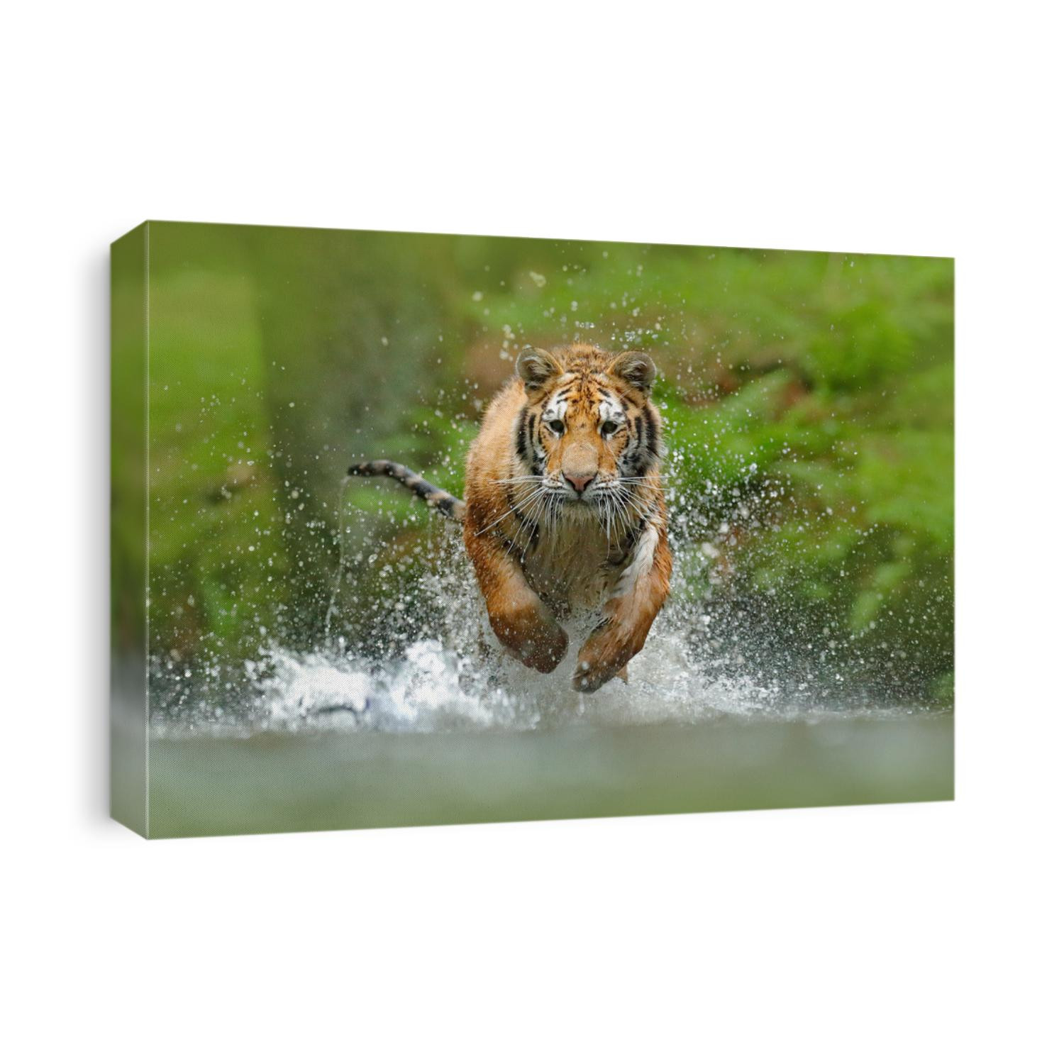 Siberian tiger, Panthera tigris altaica, low angle photo direct face view, running in the water directly at camera with water splashing. Attacking predator in action.