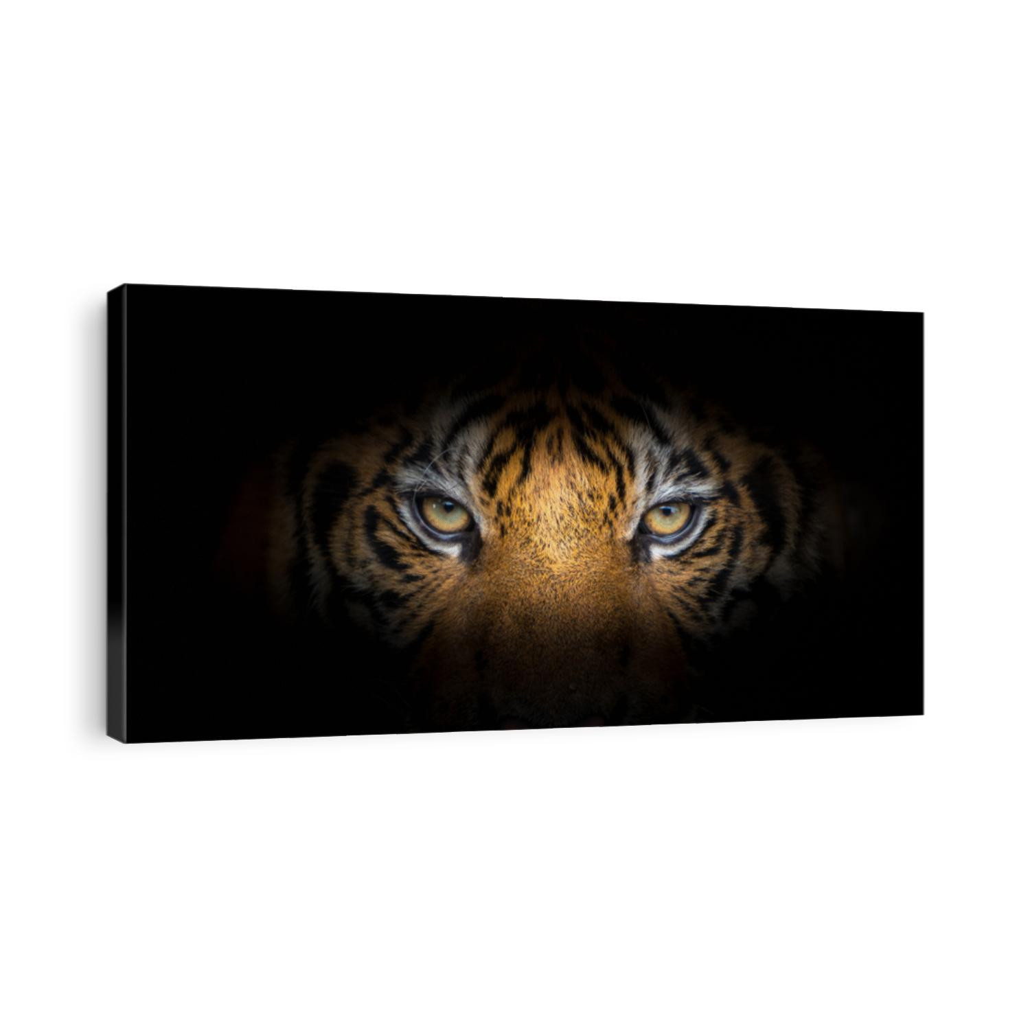 Tiger face on black background
