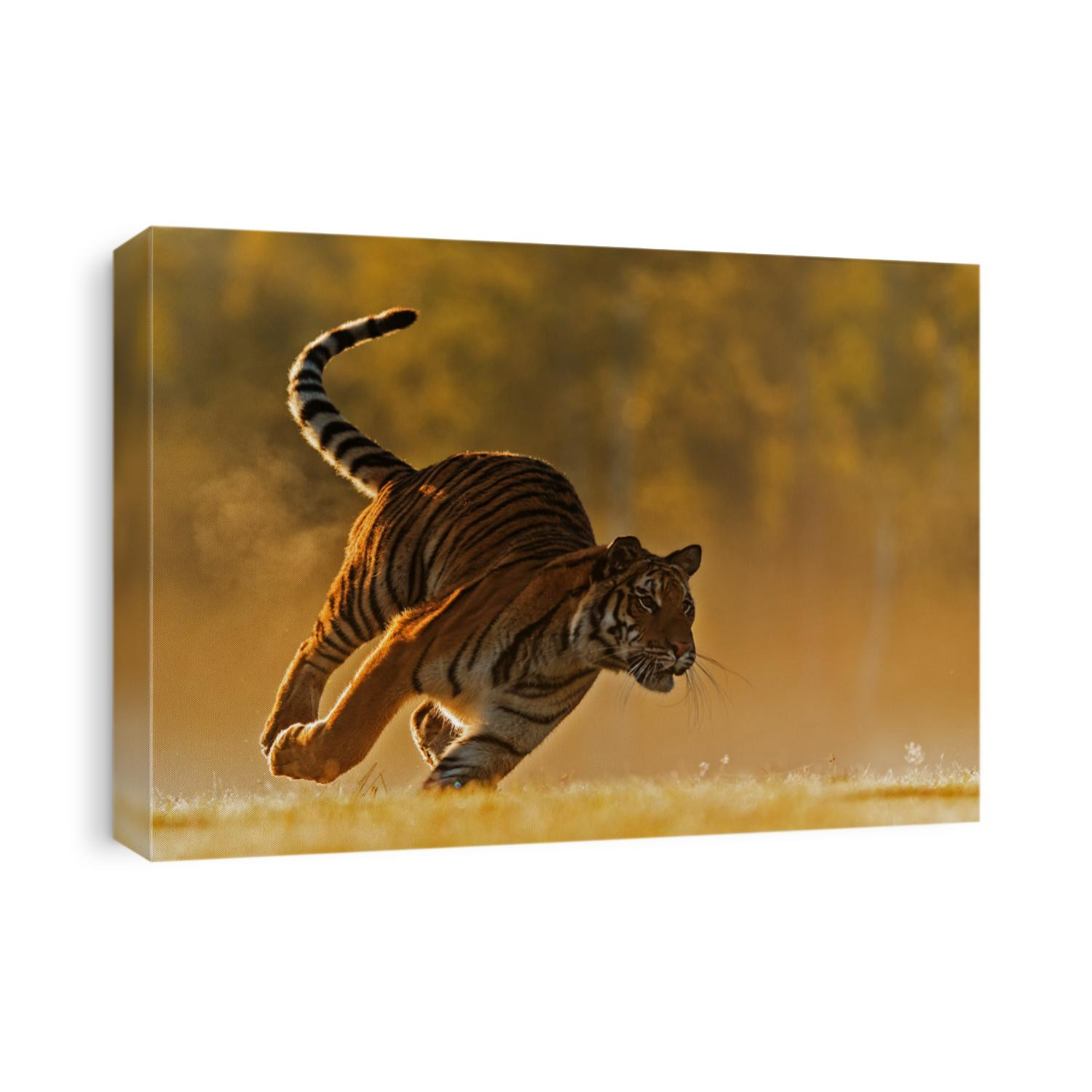 Siberian tiger (Panthera tigris tigris) shot in a very fast run