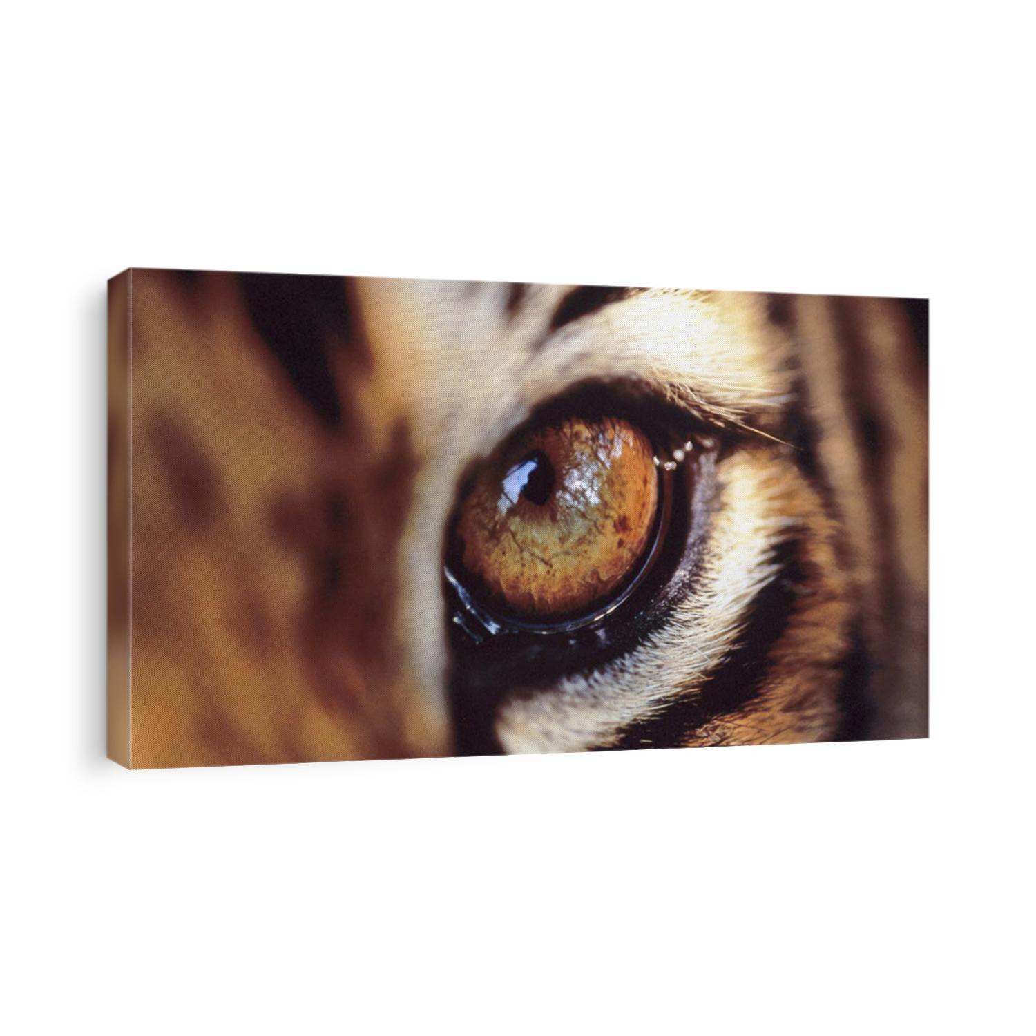 closeup of bobcat eye 