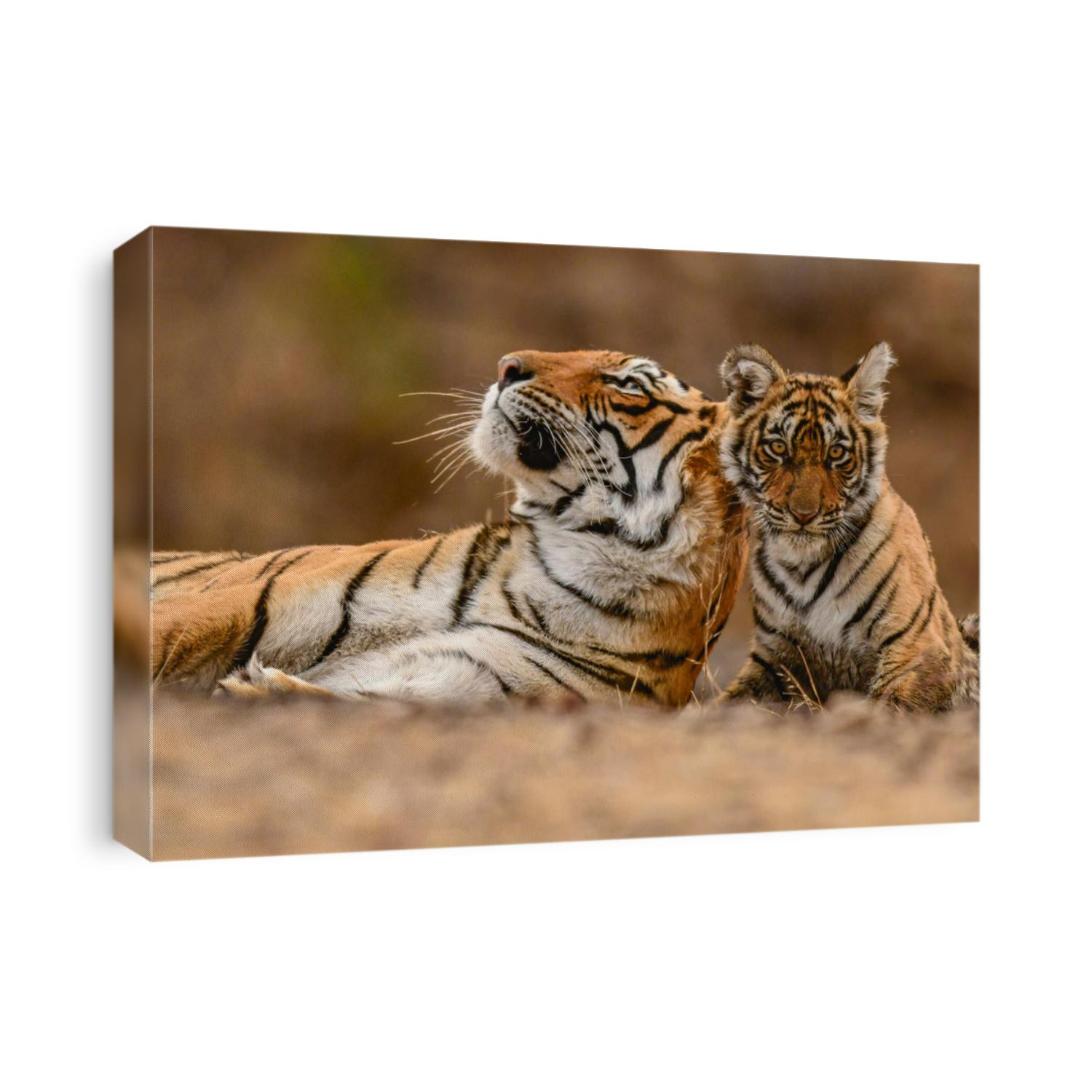 A Royal Bengal Tiger mother & cub. Ranthambhore National Park. India
