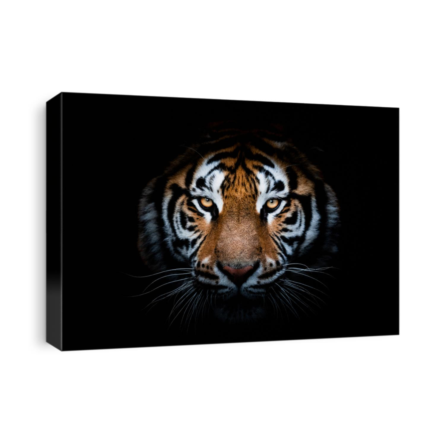 Portrait of a Tiger with a black background