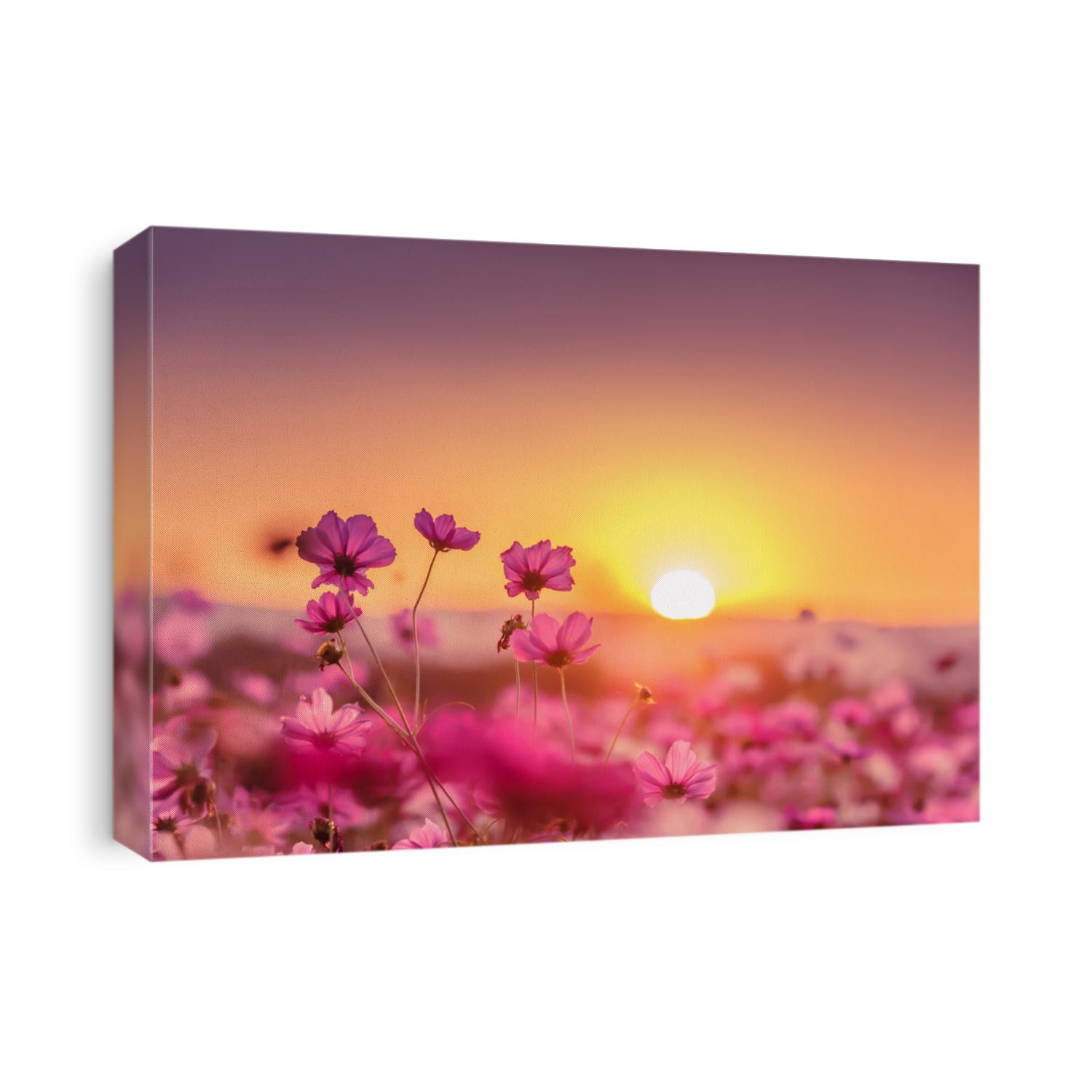 Pink cosmos flowers garden in sunset time