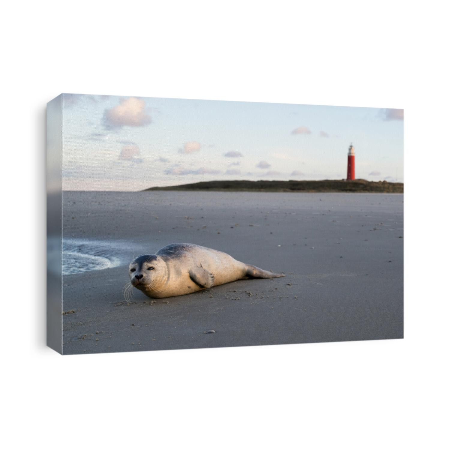 young harbor seal at the beach of the Dutch island of Texel