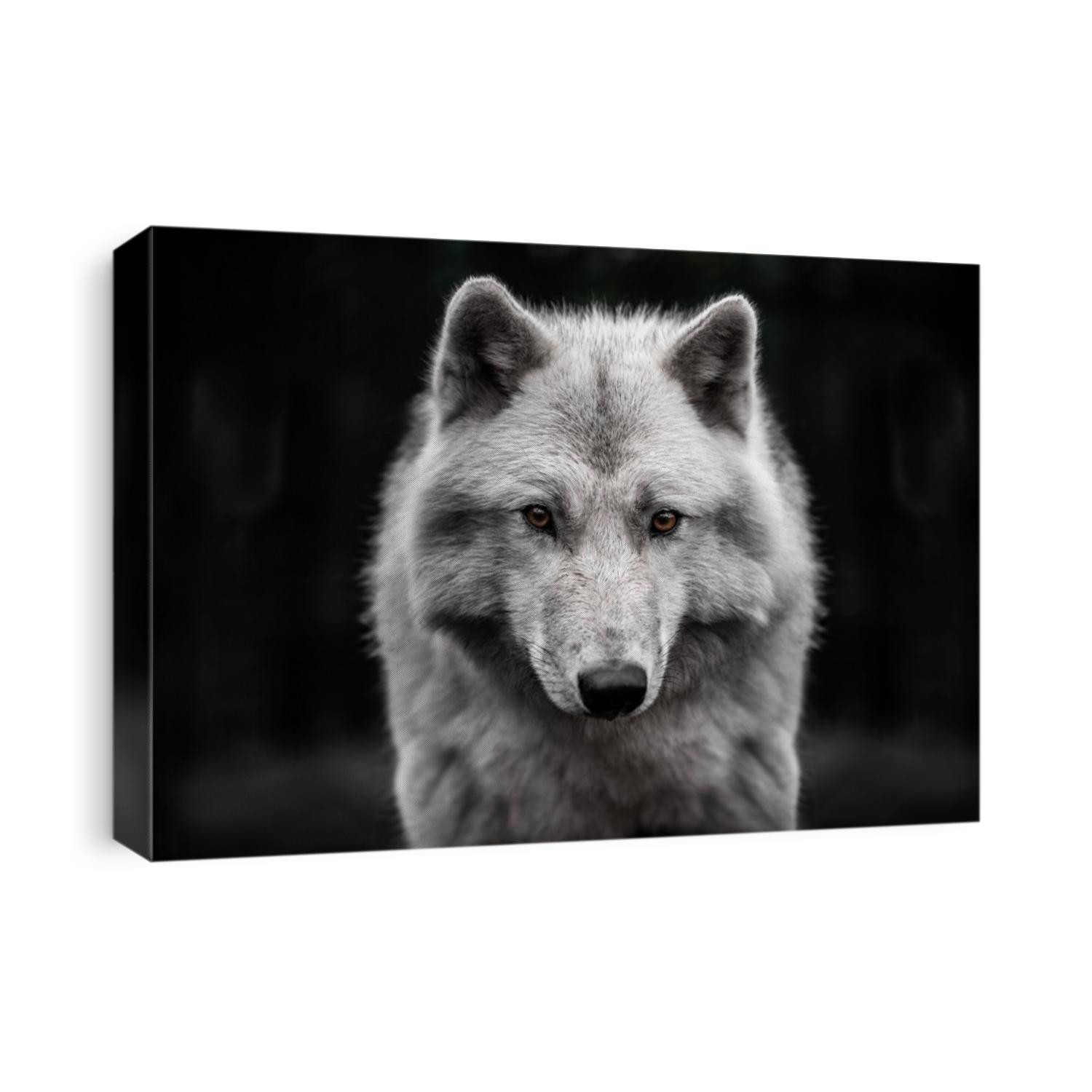 Portrait of polar wolf handsome young male.