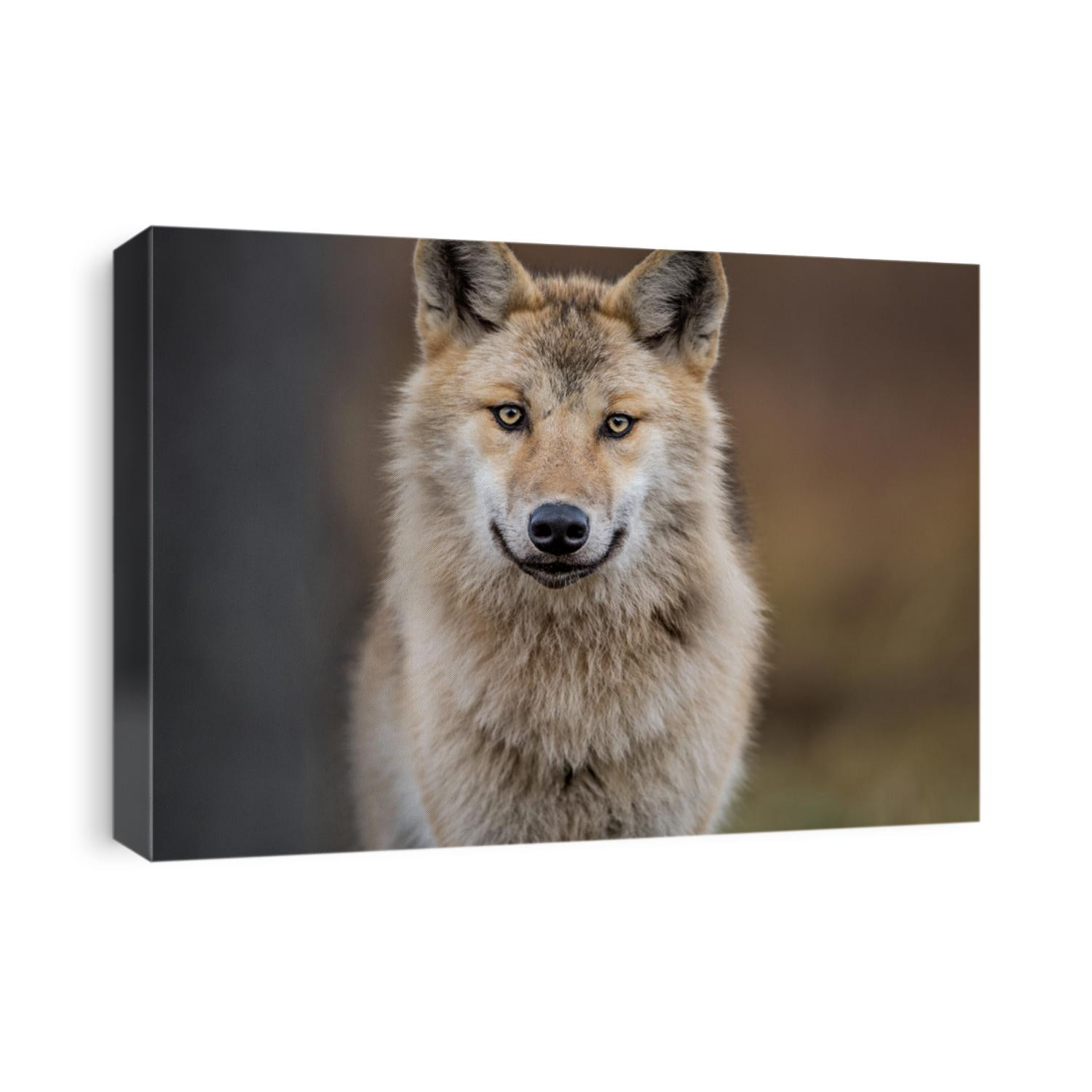 Сlose-up portrait of a wolf. Eurasian wolf, also known as the gray or grey wolf also known as Timber wolf.  Scientific name: Canis lupus lupus. Natural habitat. 