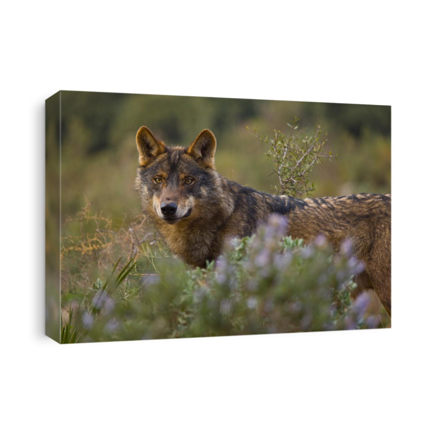 Iberian wolf, Canis lupus, in wilderness of Spain in Europe