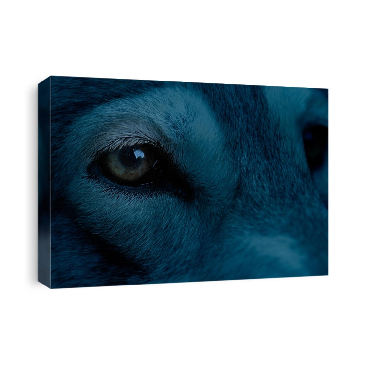 Night time portrait of a wolf blue tint. Close up of eyes.