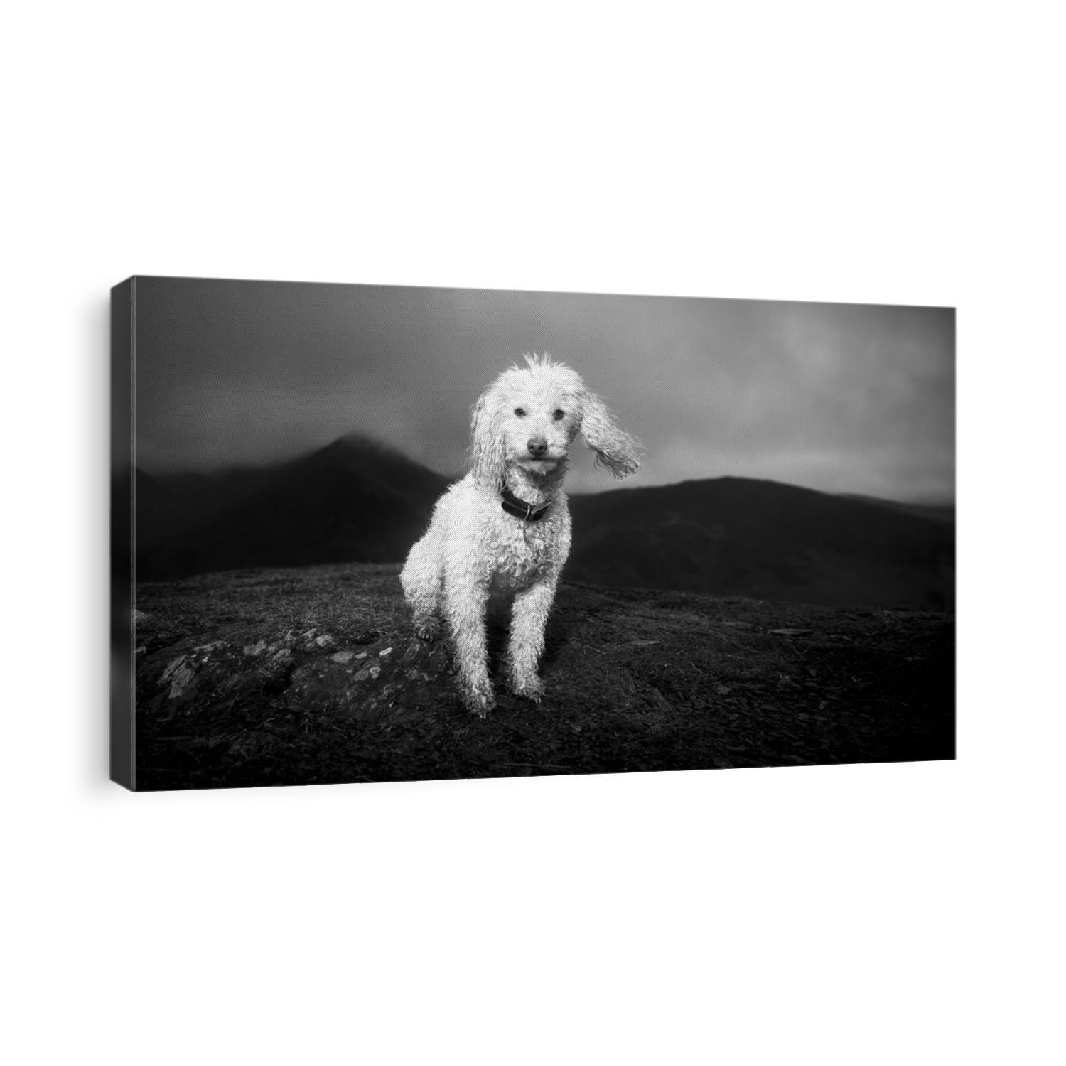 Miniature Poodle Dog Standing on Cat Bells Fell overlooking Derwentwater in Keswick, Lake District. Black and White with clouds in the background, magazine cover style hero image. - Space for text