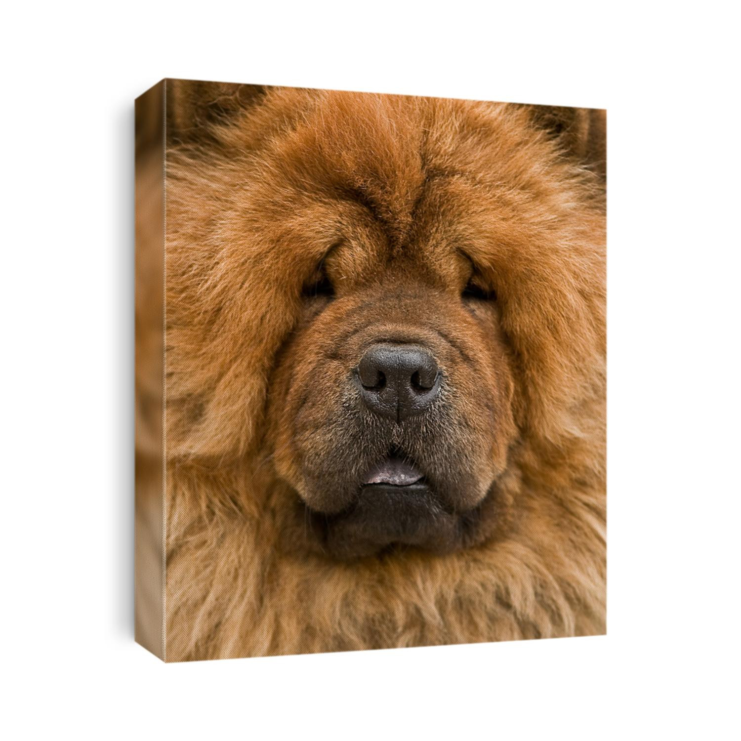 chow-chow dog portrait close up