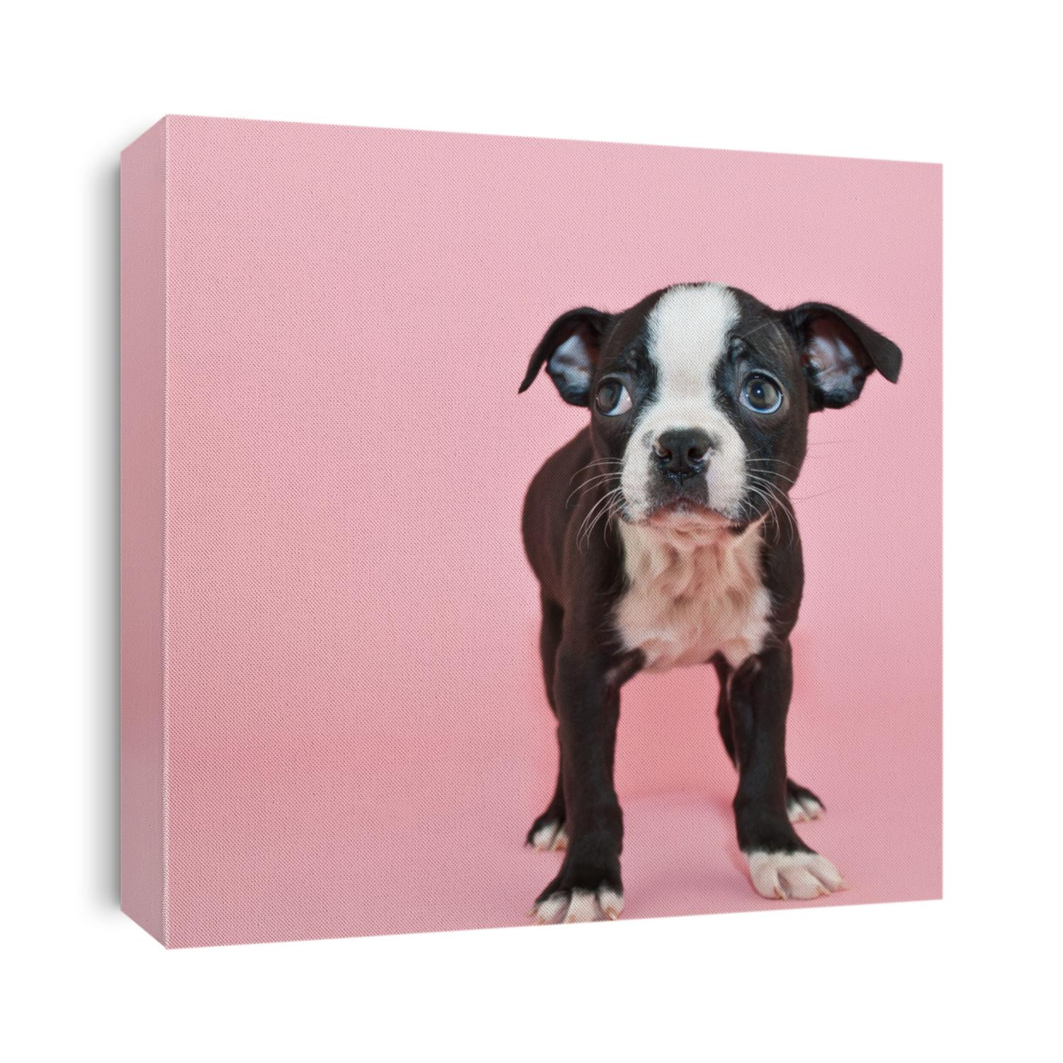 Cute little Boston Terrier puppy standing on a pink background looking to the right, with copy space.