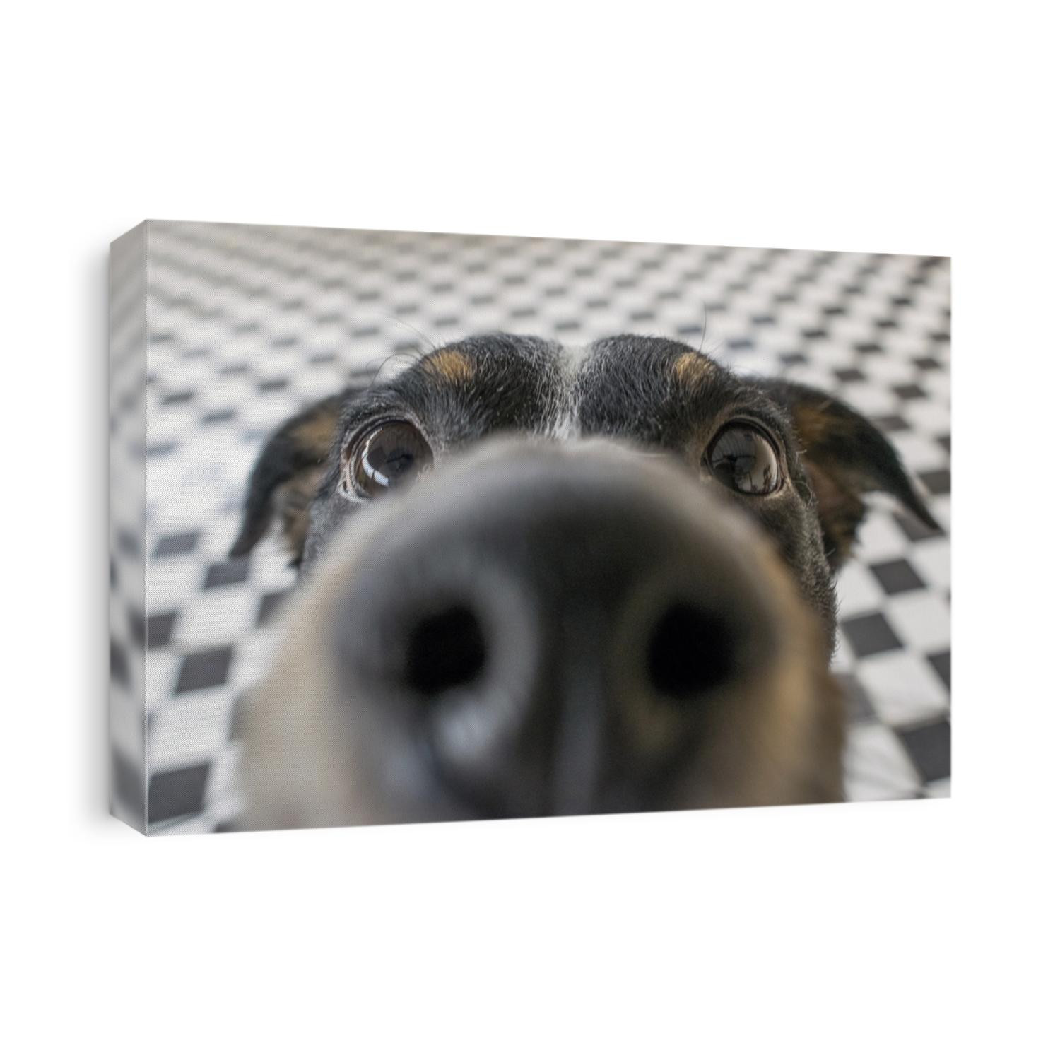 Playful dog face, black white and brown, with nose close to the camera lens, focus on face, closeup, with black and white tiled floor background