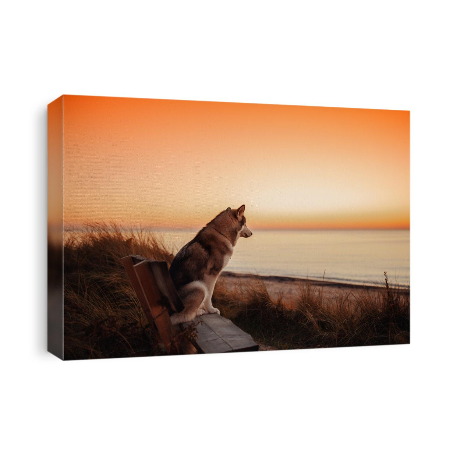 Alaskan Malamute dog meets sunset at sea