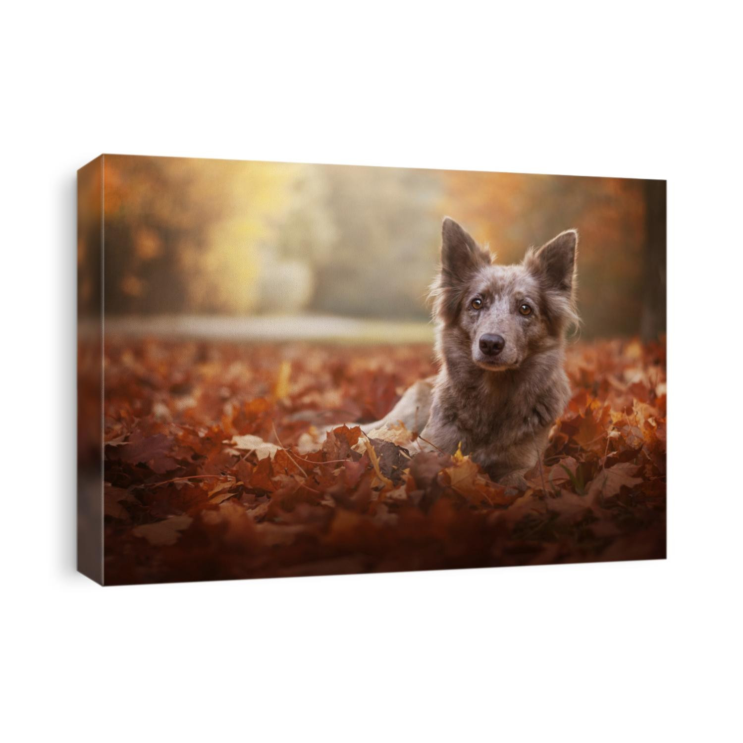 Red merle dog- border collie- lying in the orange leaves.
