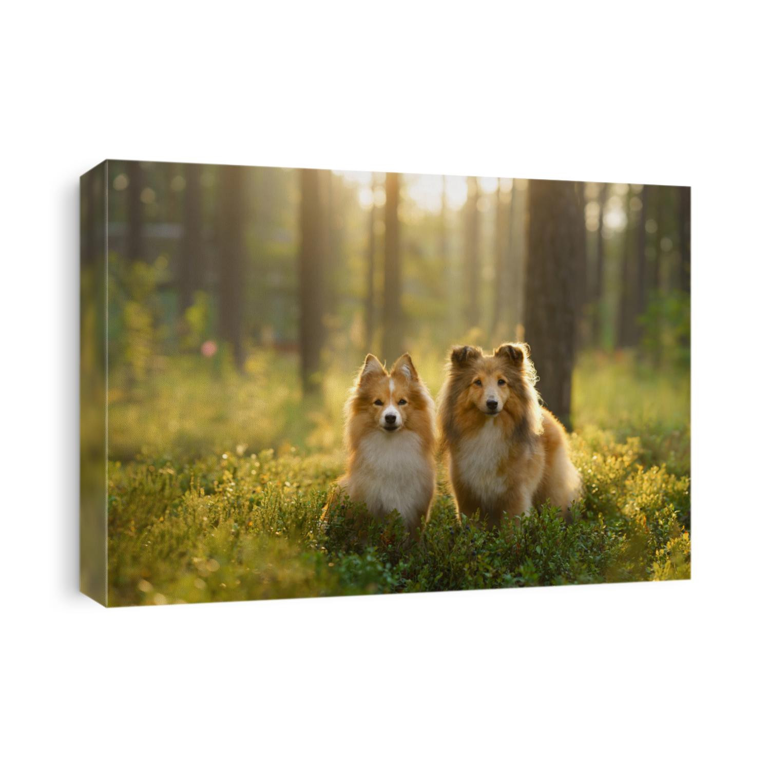red two sheltie dogs in the green forest. Pet on the nature. tracking, hiking, travel