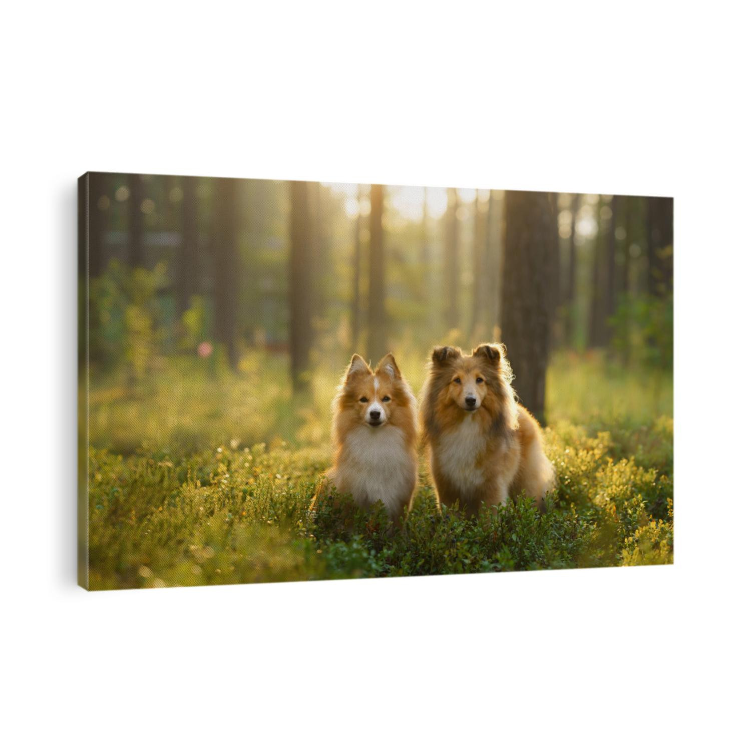 red two sheltie dogs in the green forest. Pet on the nature. tracking, hiking, travel