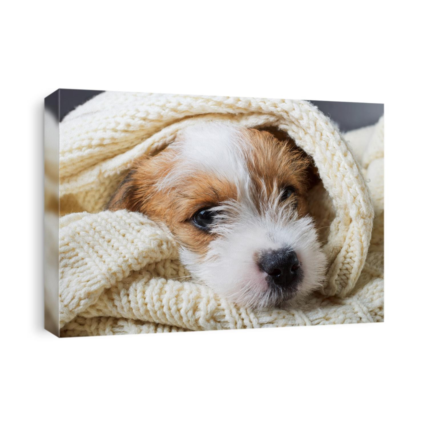 Dog Jack Russell Terrier sleeps in a knit blanket