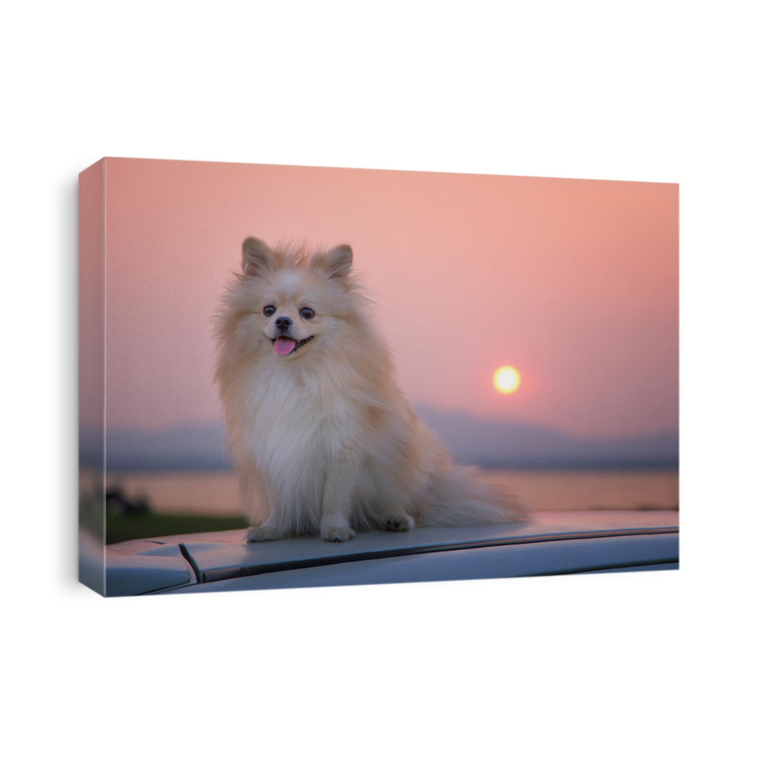 Pomeranian dog in sunset