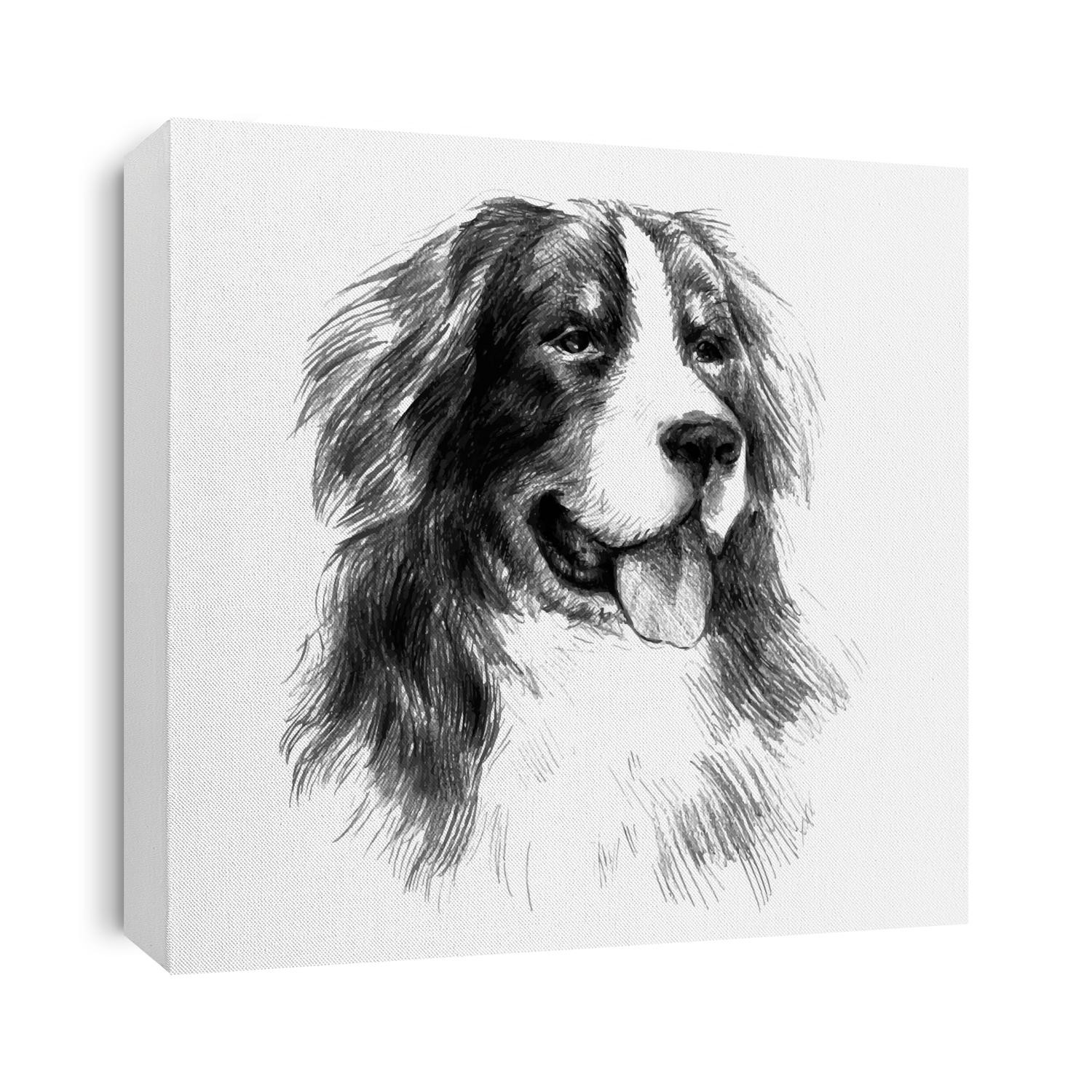 Bernese Mountain Dog. Graphic portrait dog, hand drawing illustration. Vector isolated on a white background. Drawn in pencil and image trace. Drawing in realistic style. Fluffy and friendly dog.