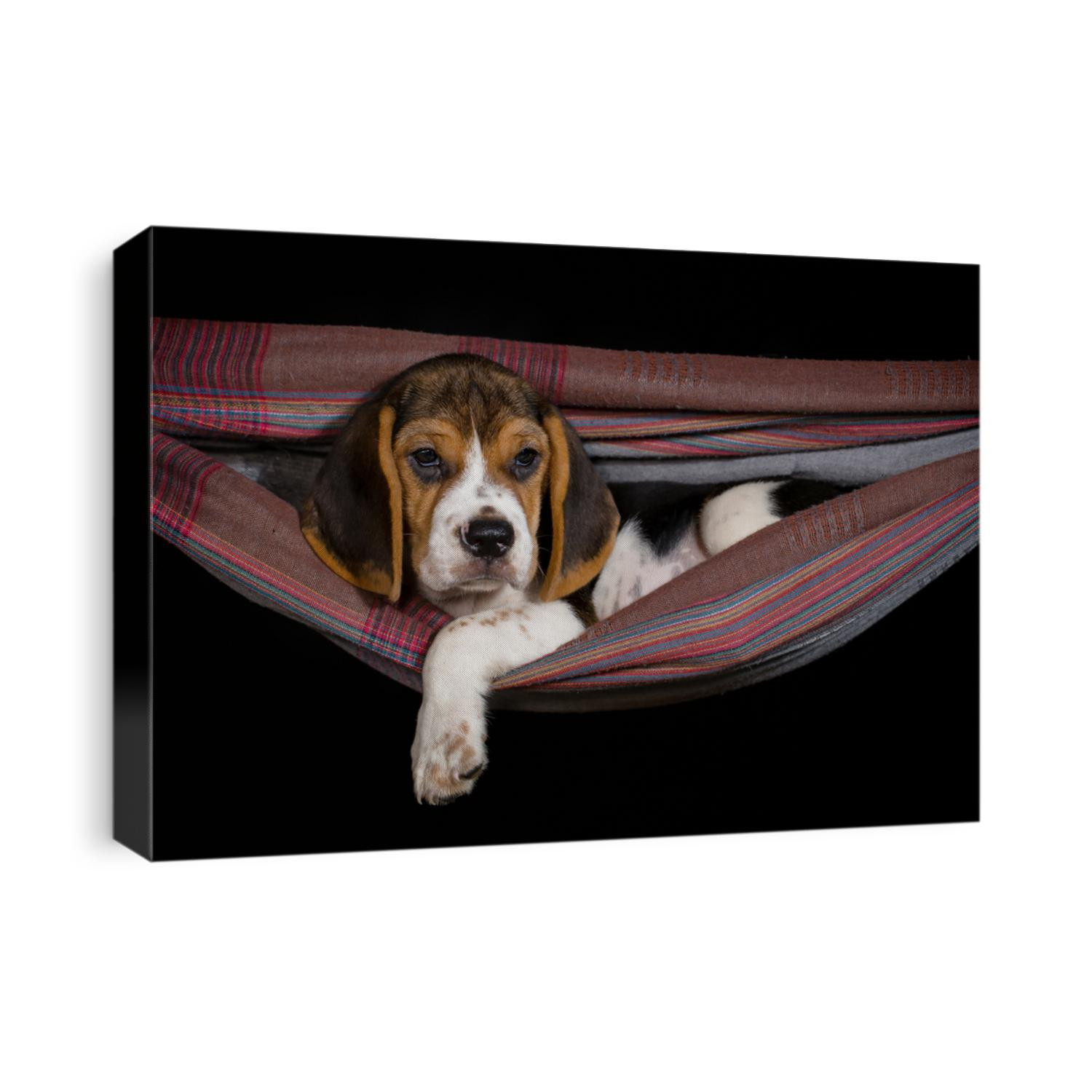 Cute beagle puppy sleeping in a hammock on a black background.