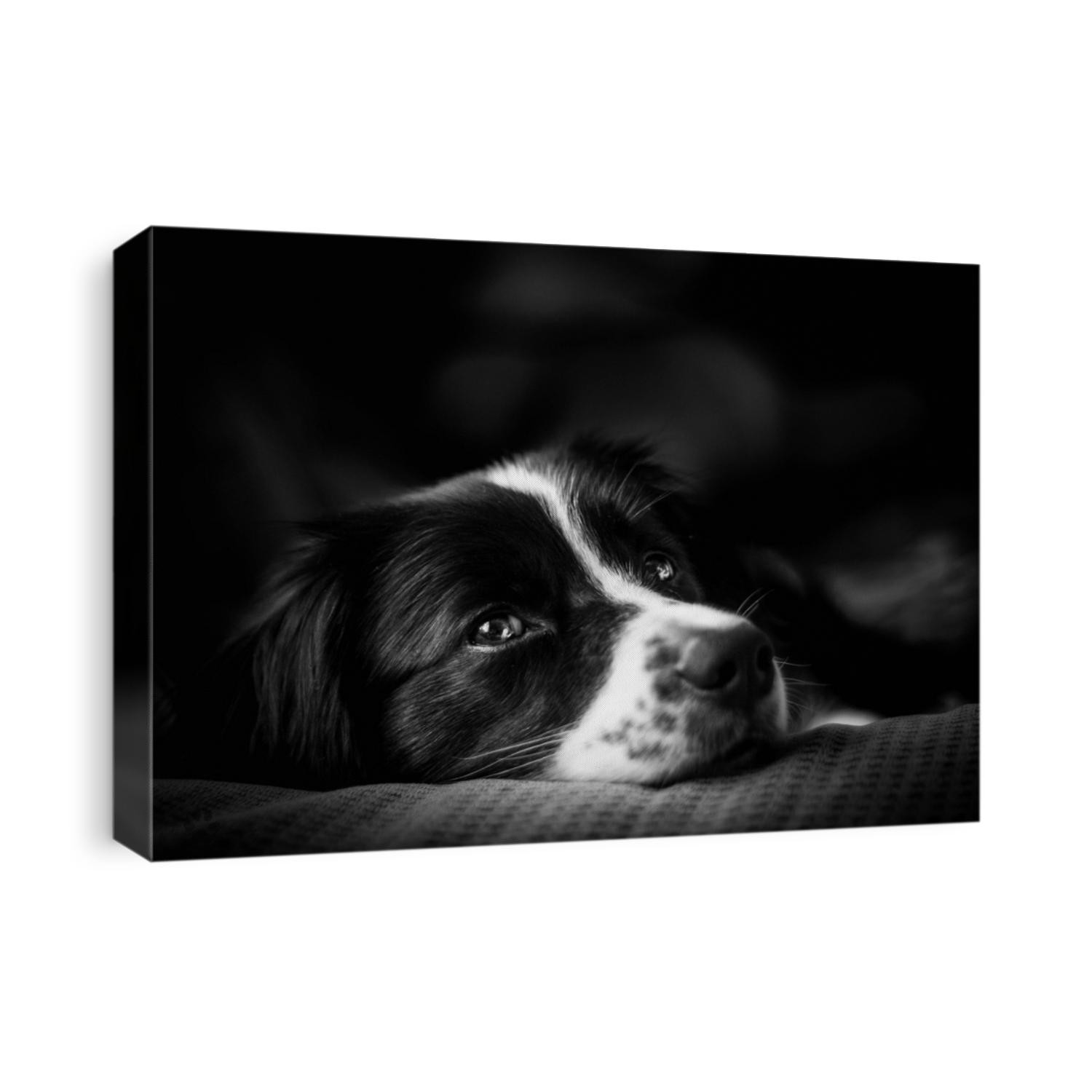 Emotion photo down black and white border collie