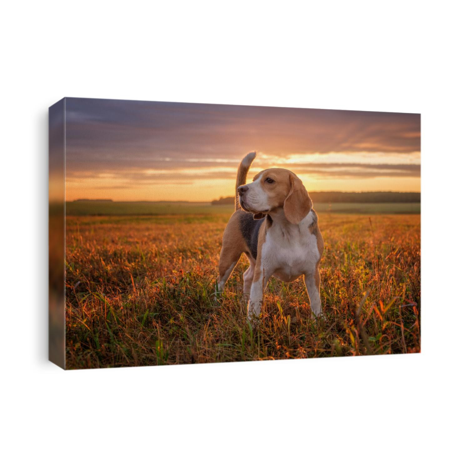 portrait of a Beagle dog on the background of a beautiful sunset sky in the summer after the rain while walking in nature