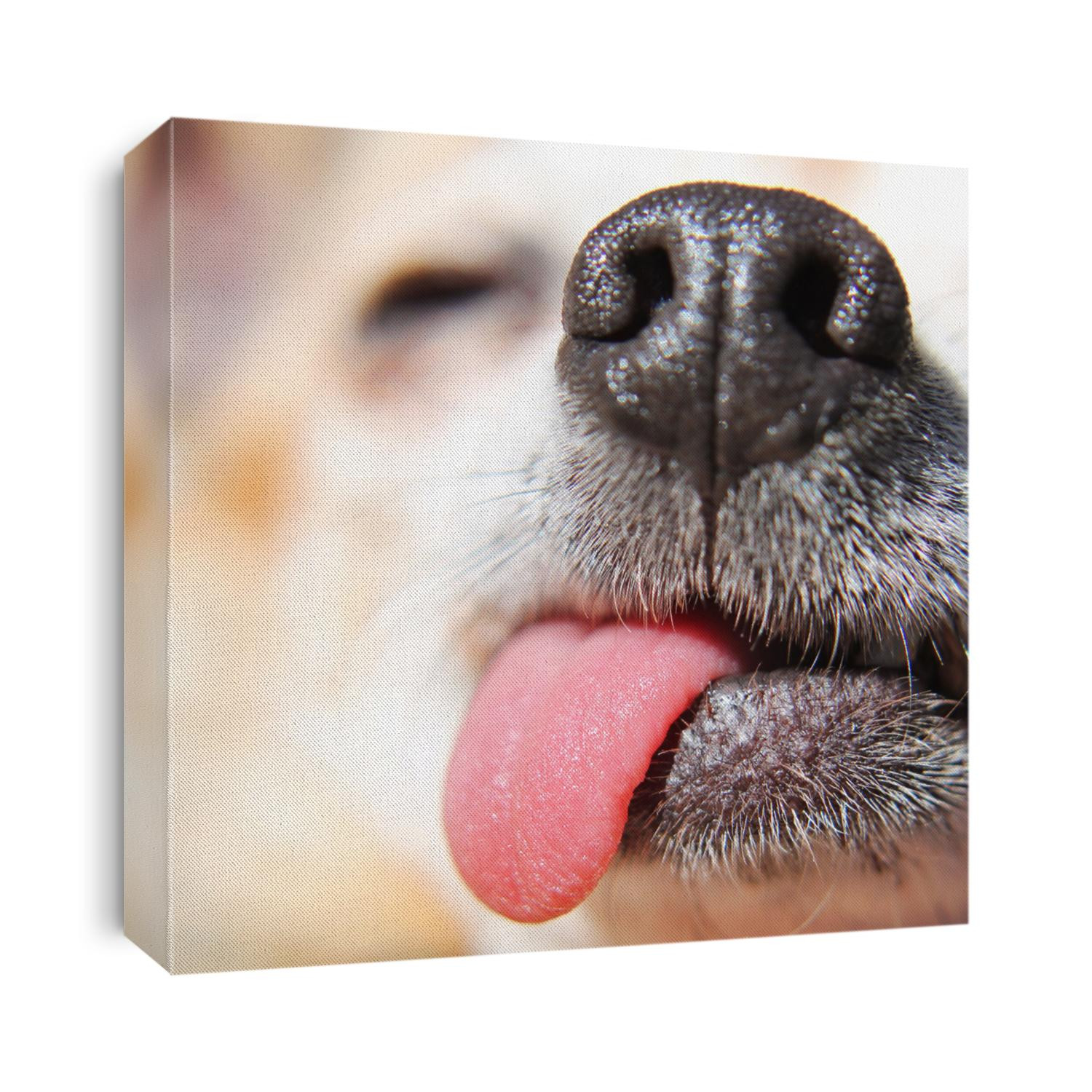 close up of a chihuahua's mouth and nose (very shallow depth of field) 