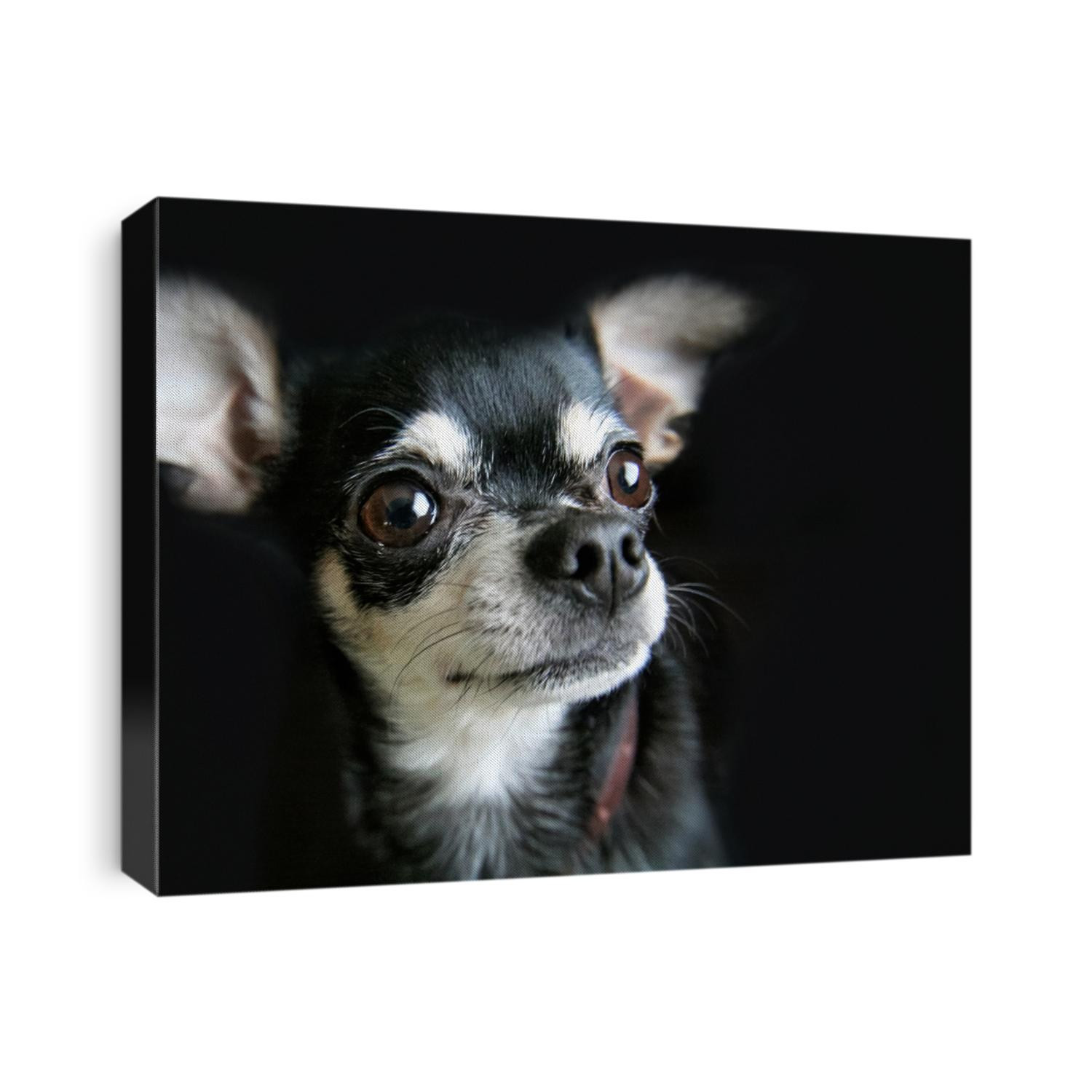 portrait of a cute black and white chihuahua