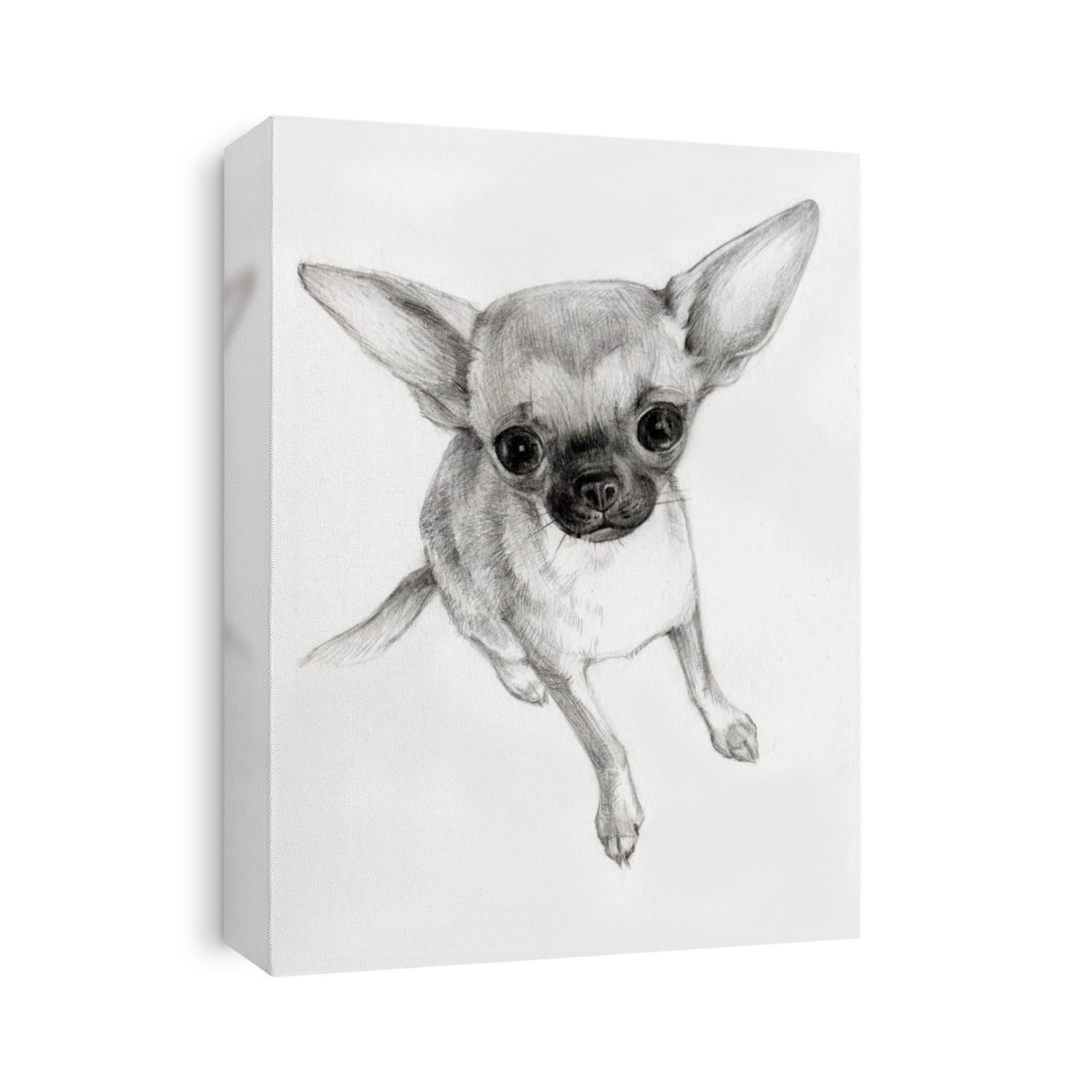 Black and white pencil drawing on paper, dog, small pet, Chihuahua puppy