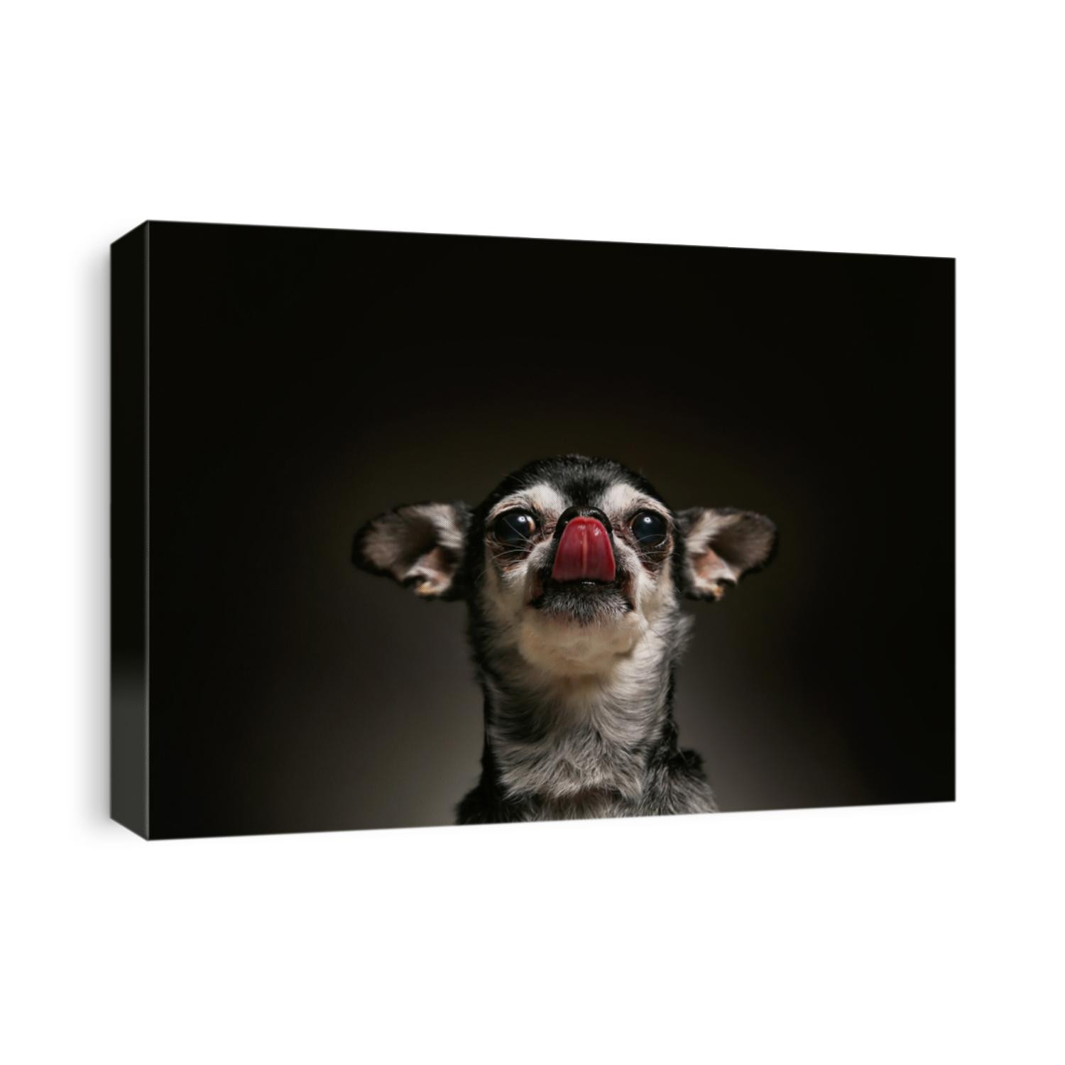 cute chihuahua in a studio portrait with dramatic lighting licking his nose