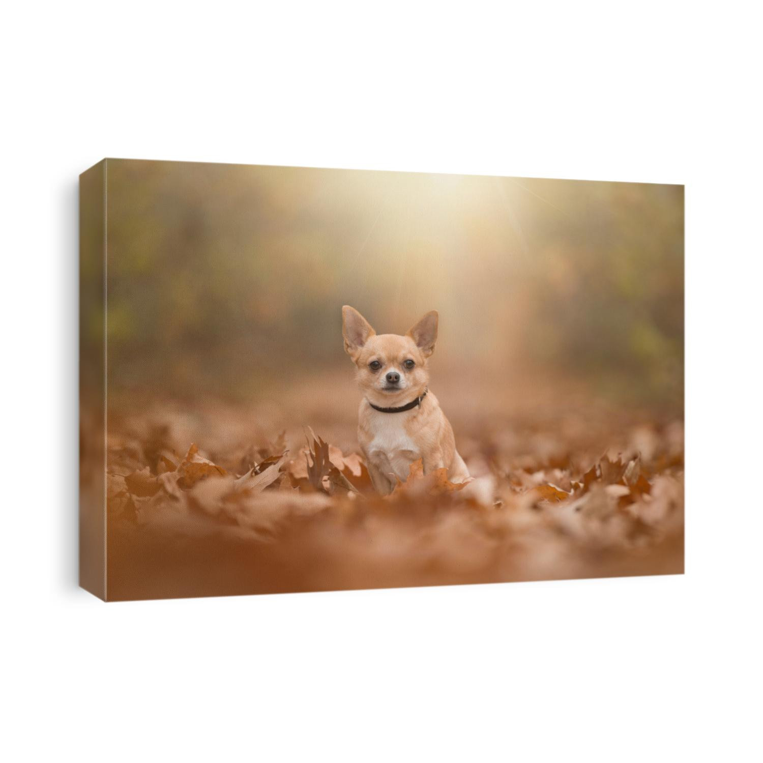 Chihuahua dog sittng in a autumn forest lane with sumbeams