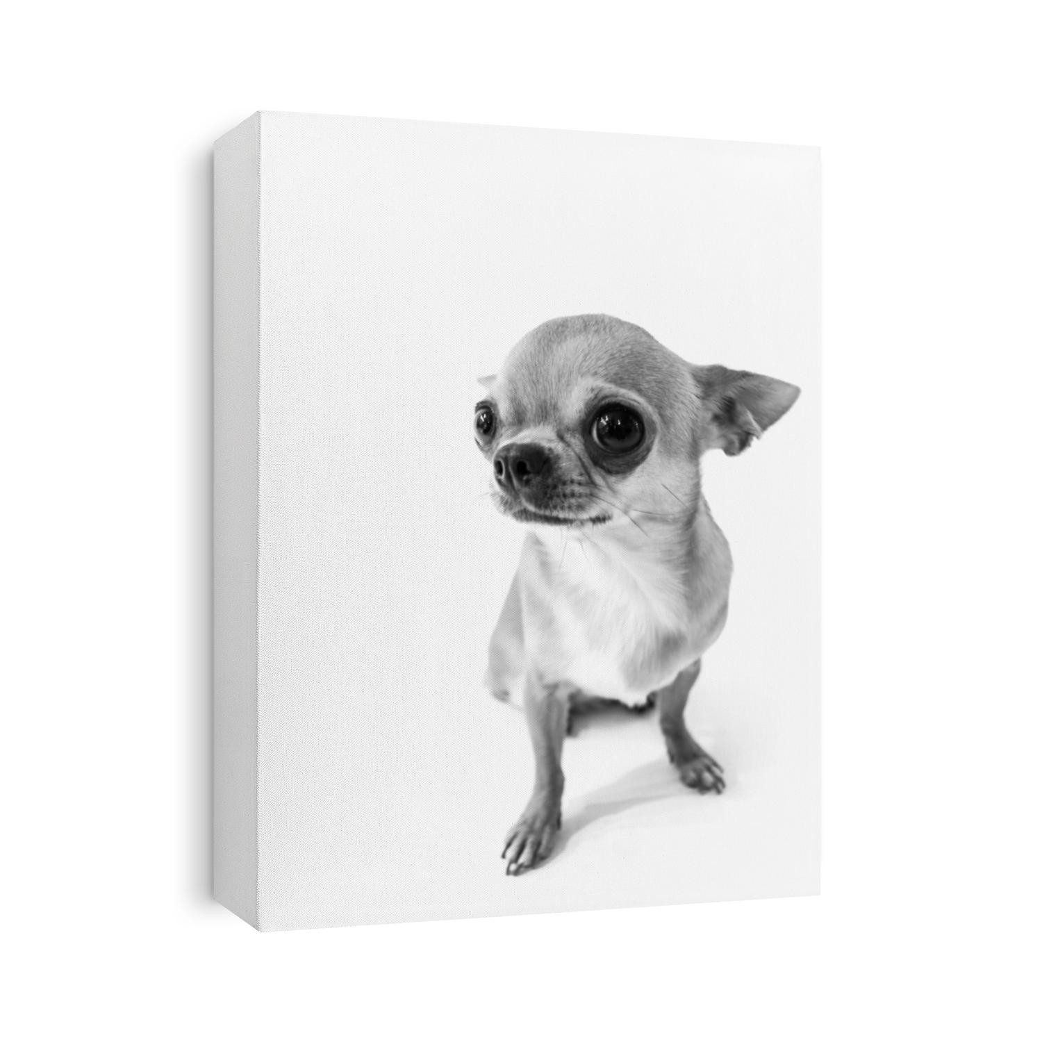 Chihuahua sitting on a white background. Black and white photo